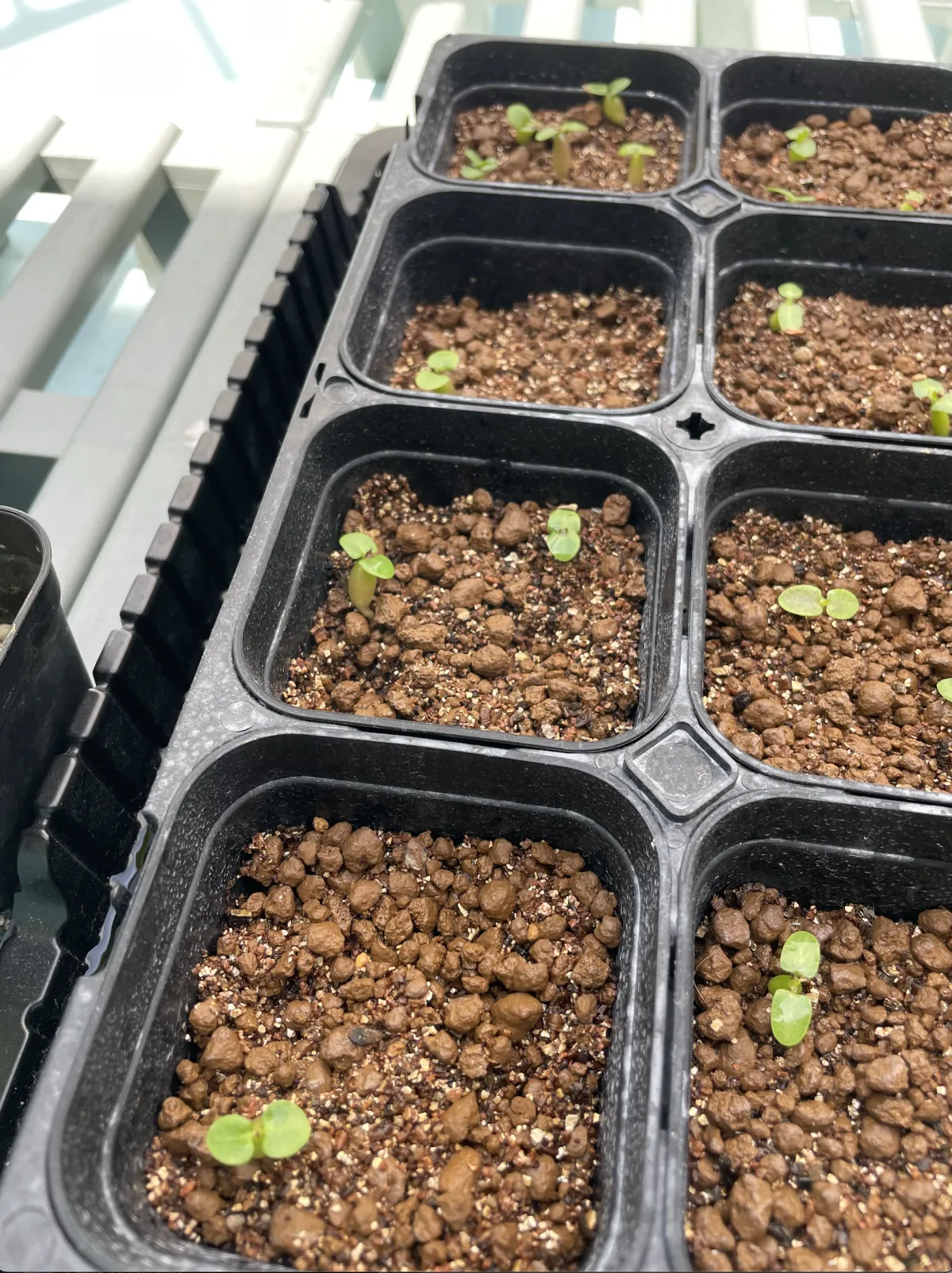 Pachypodium succulentum (パキポディウム サキュレンタム 天馬空)