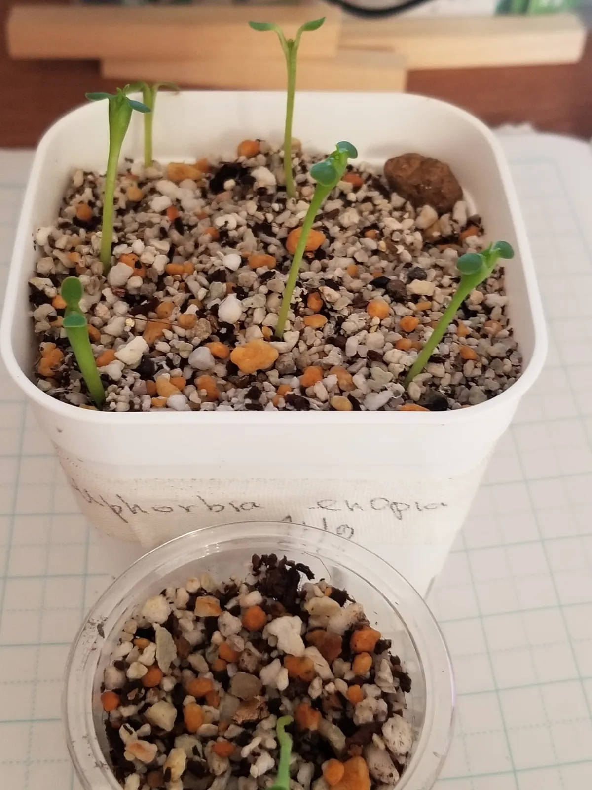 Euphorbia enopla (ユーフォルビア エノプラ 紅彩閣)