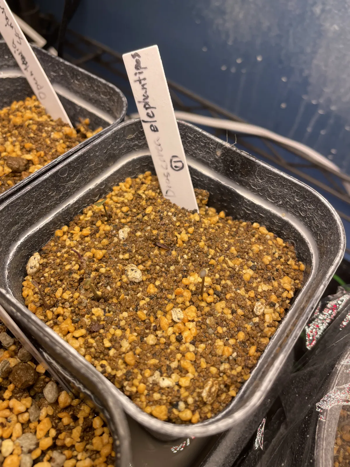 Dioscorea elephantipes (ディオスコレア エレファンティペス アフリカ亀甲竜)