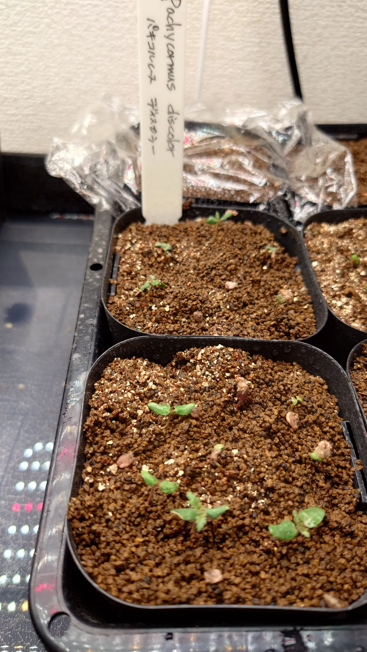 Pachycormus discolor (パキコルムス ディスカラー)