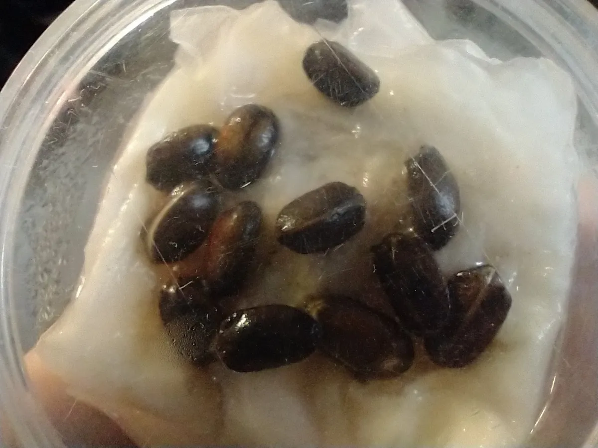 Jatropha podagrica (ヤトロファ ポダグリカ)