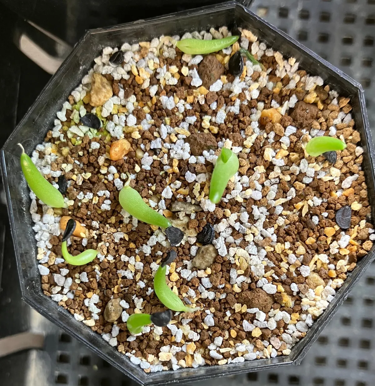 Agave guiengola (アガベ グイエンゴラ)