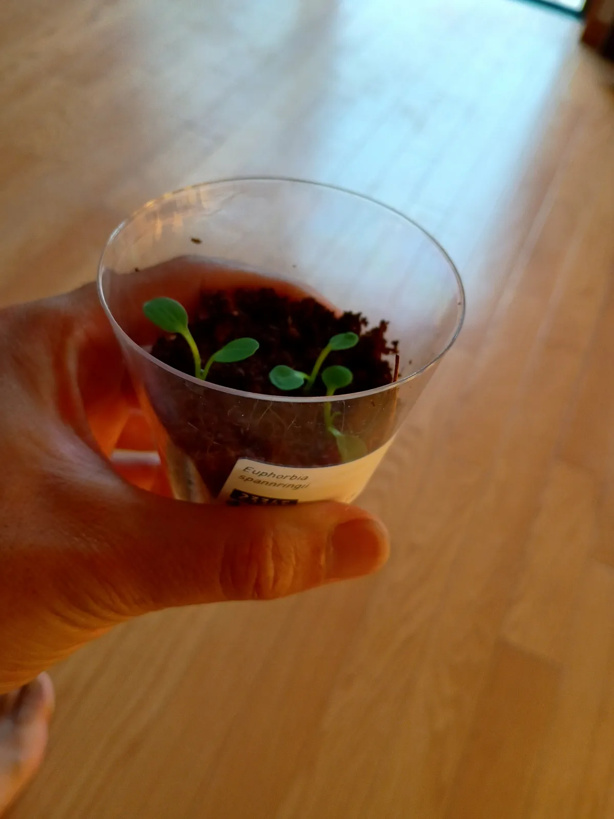 Euphorbia spannringii (ユーフォルビア スパンリンギー フィッシュボーン)