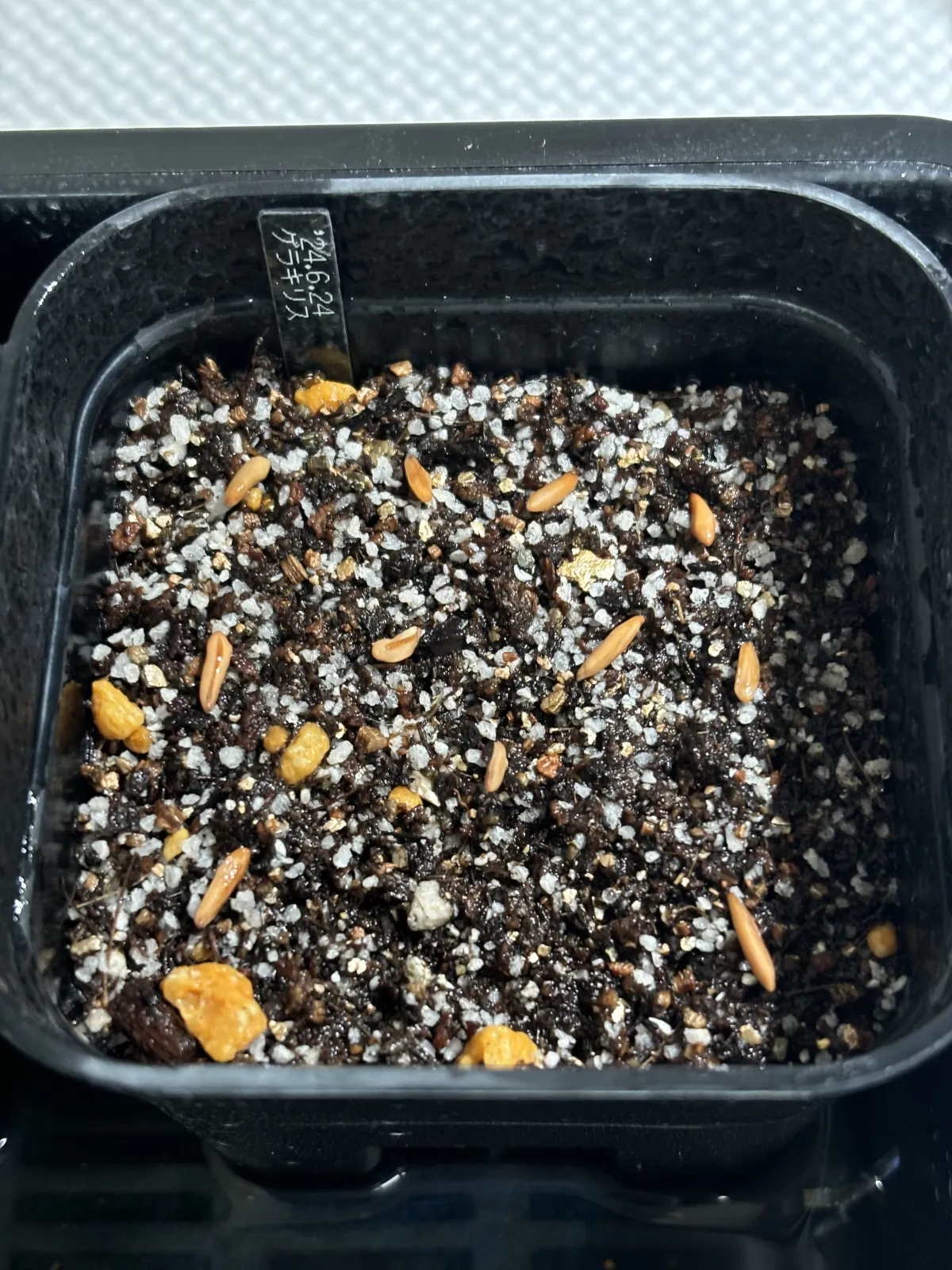 [無料種子] 発芽難 パキポディウム グラキリス　 Pachypodium rosulatum var. gracilius