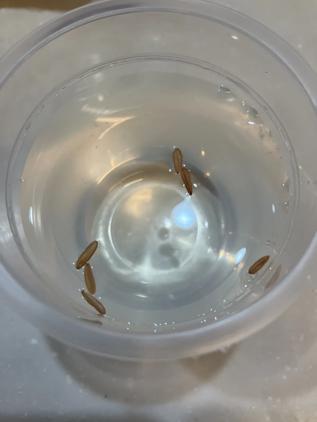 Pachypodium rosulatum ssp. cactipes (パキポディウム カクチペス)