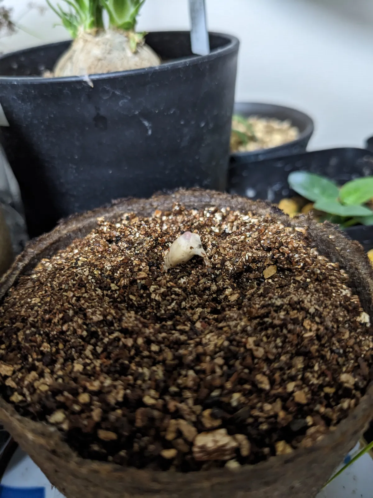 Welwitschia mirabilis (ウェルウィッチア ミラビリス 奇想天外)