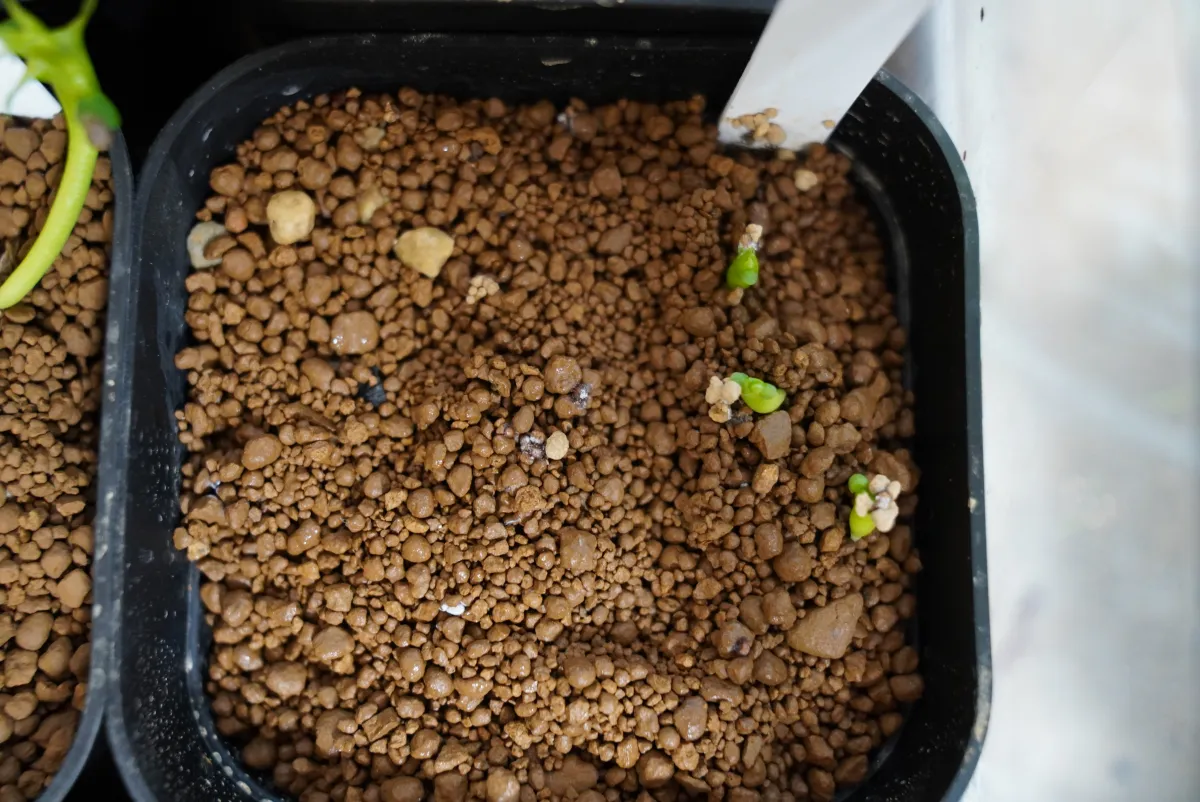 Euphorbia stellata (ユーフォルビア ステラータ 飛竜)