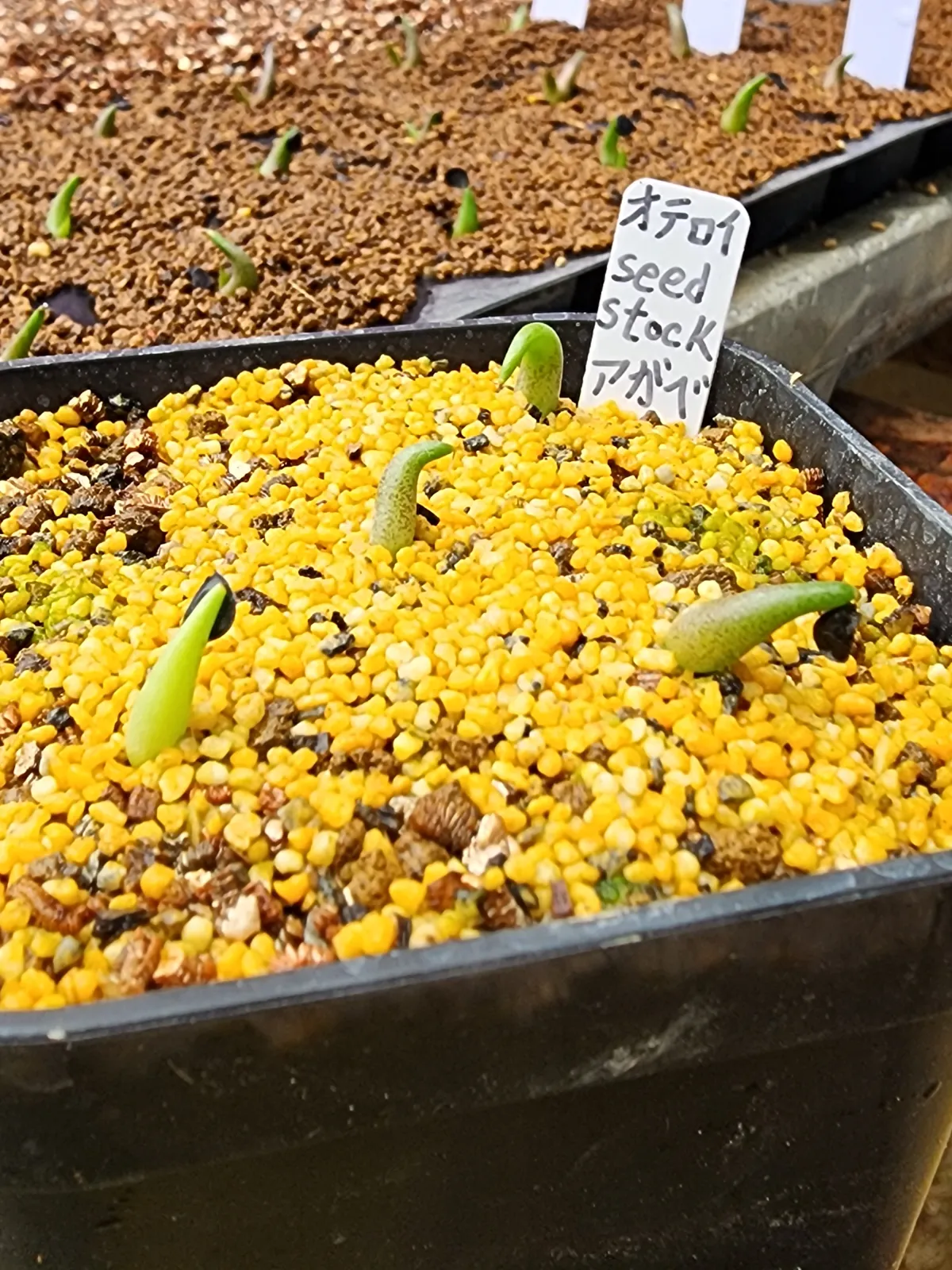 Agave oteroi (アガベ オテロイ)