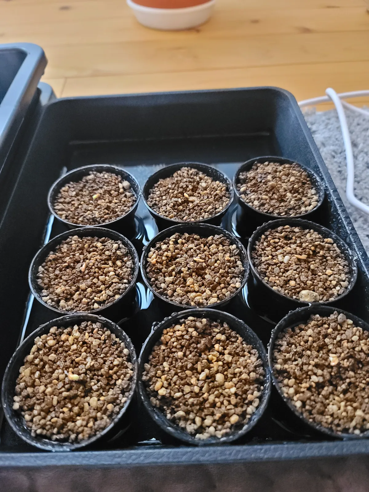 Pachypodium densiflorum var. brevicalyx (パキポディウム ブレビカリックス)