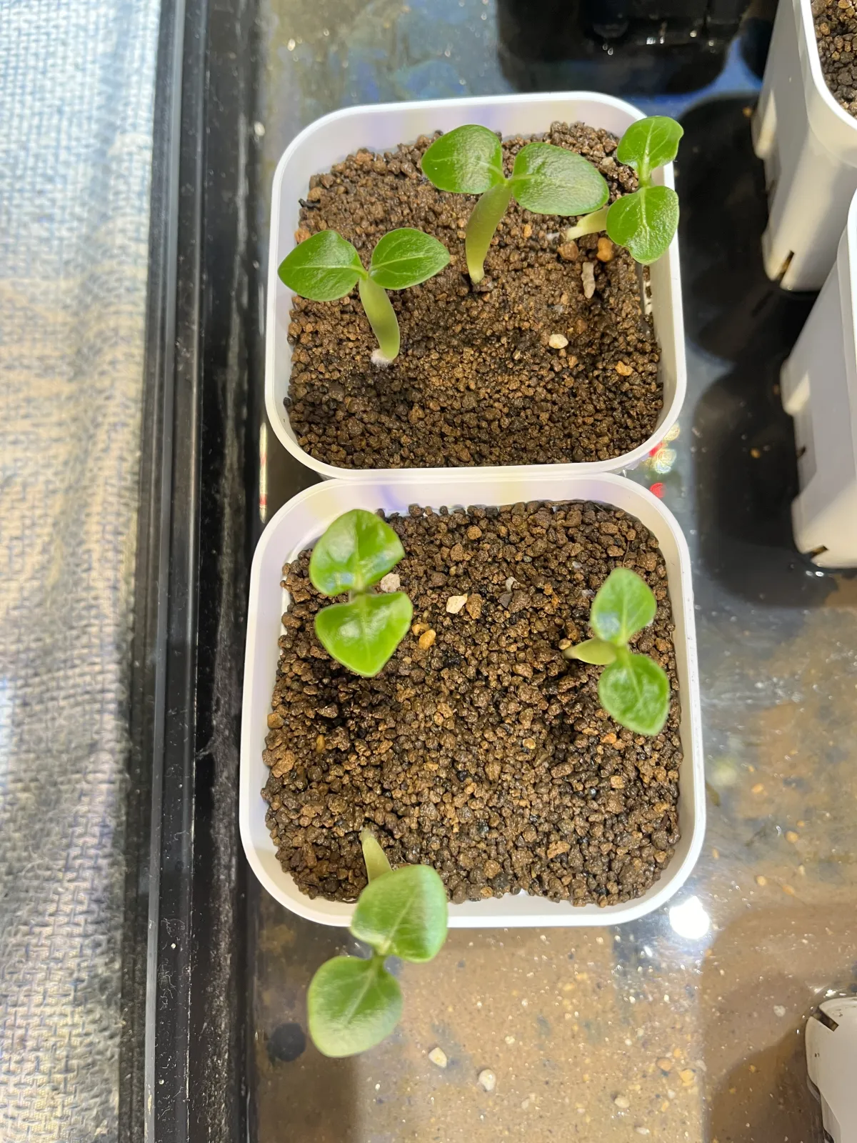 Adenium socotranum Soco black X SPR (アデニウム ソコ ブラック  X SPR)