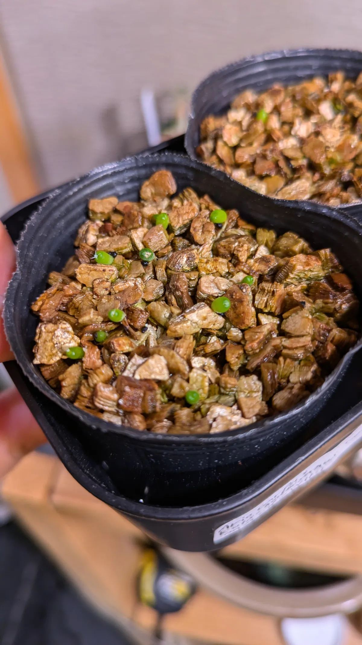 Ariocarpus kotschoubeyanus var. macdowellii (アリオカルプス マクドウェリイ)