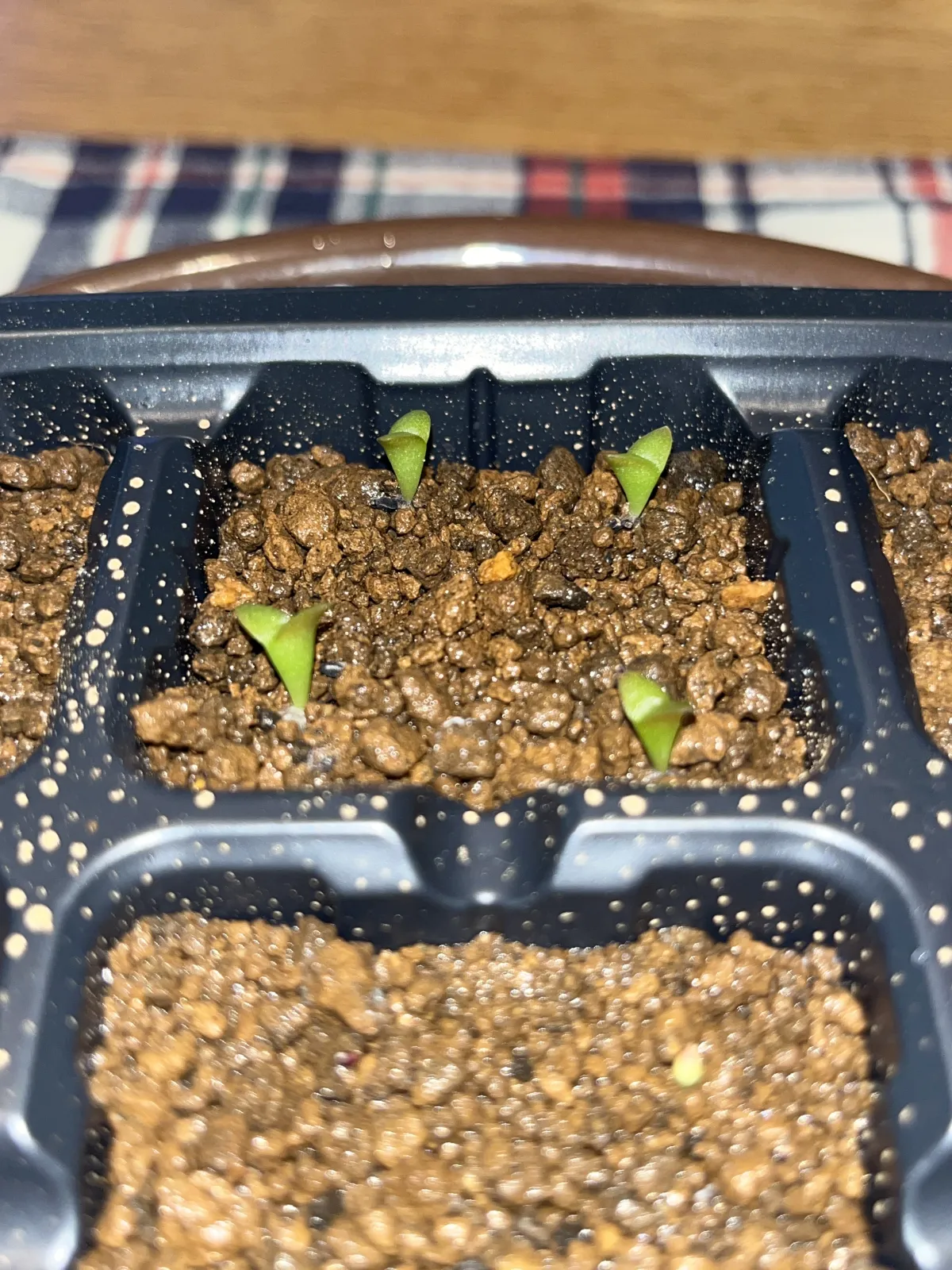 Stenocereus pruinosus (ステノセレウス 朝霧閣)