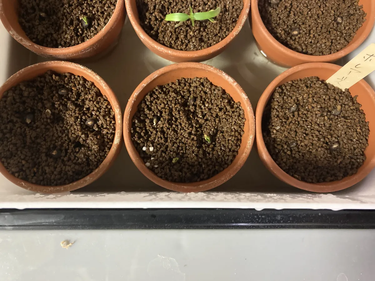 Operculicarya borealis (オペルクリカリア ボレアリス)