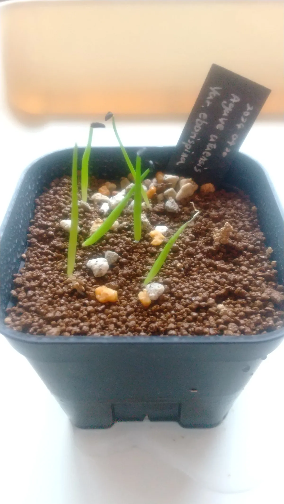 Agave utahensis var. eborispina (アガベ エボリスピナ)