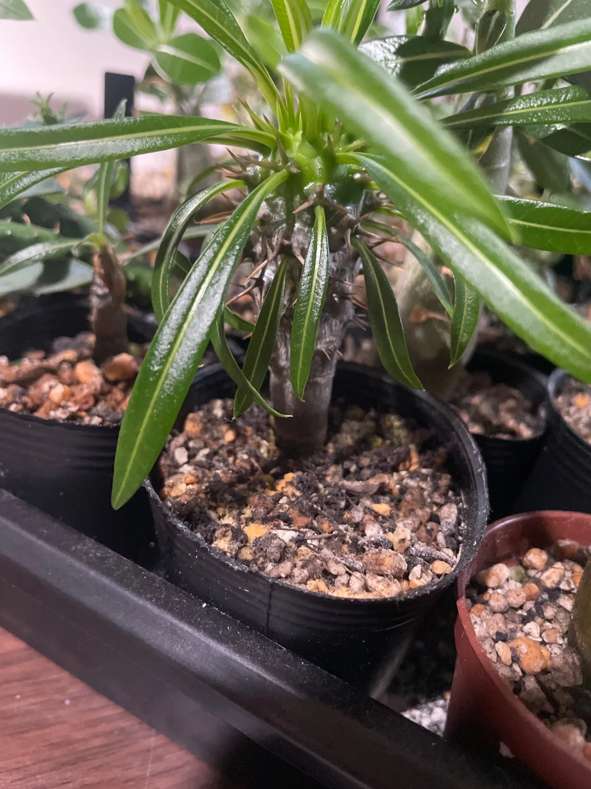 Pachypodium lamerei var. ramosum (パキポディウム ラモサム)