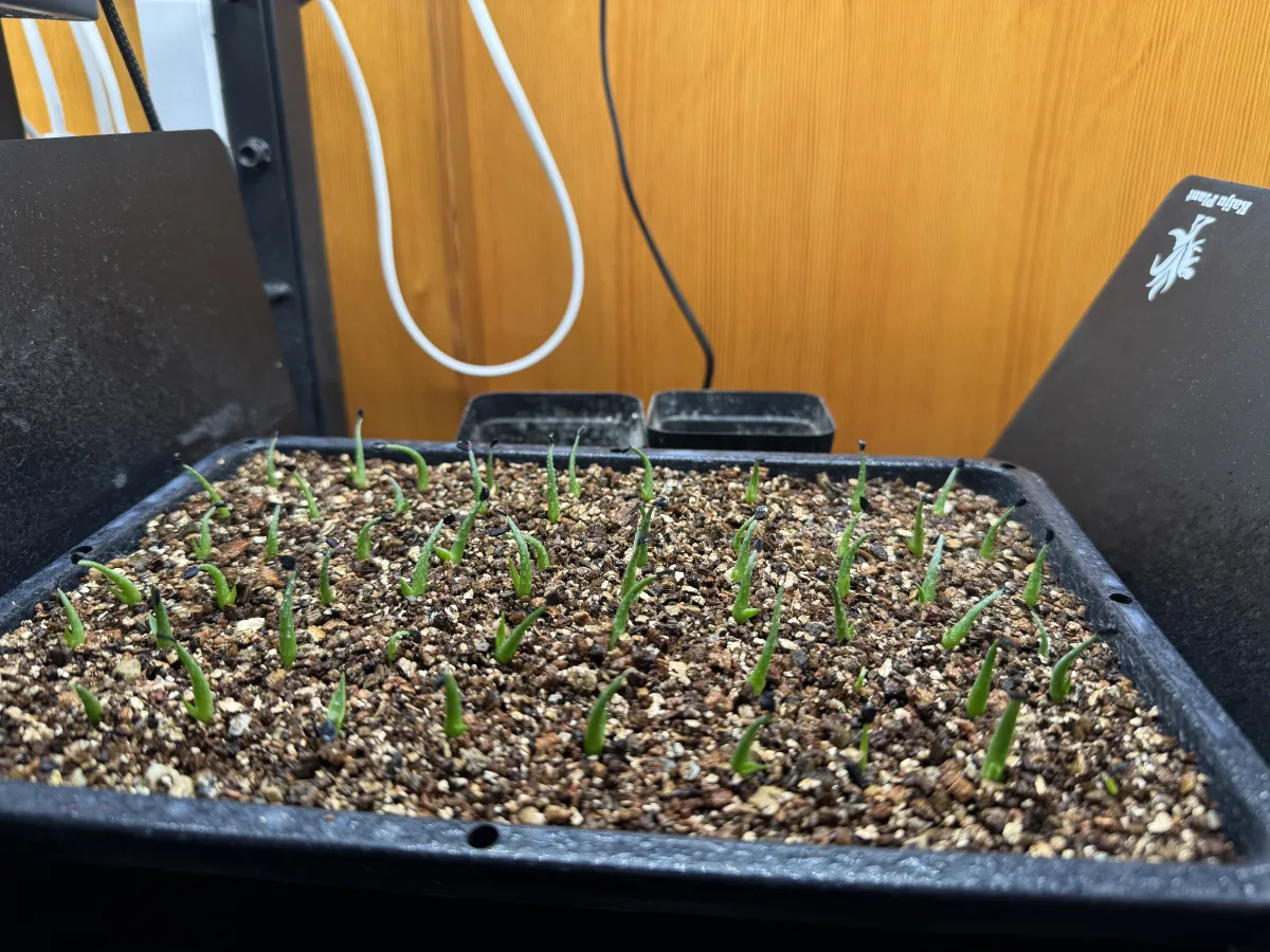 Agave utahensis var. eborispina 'Corkscrew' (アガベ ユタエンシスコークスクリュー)