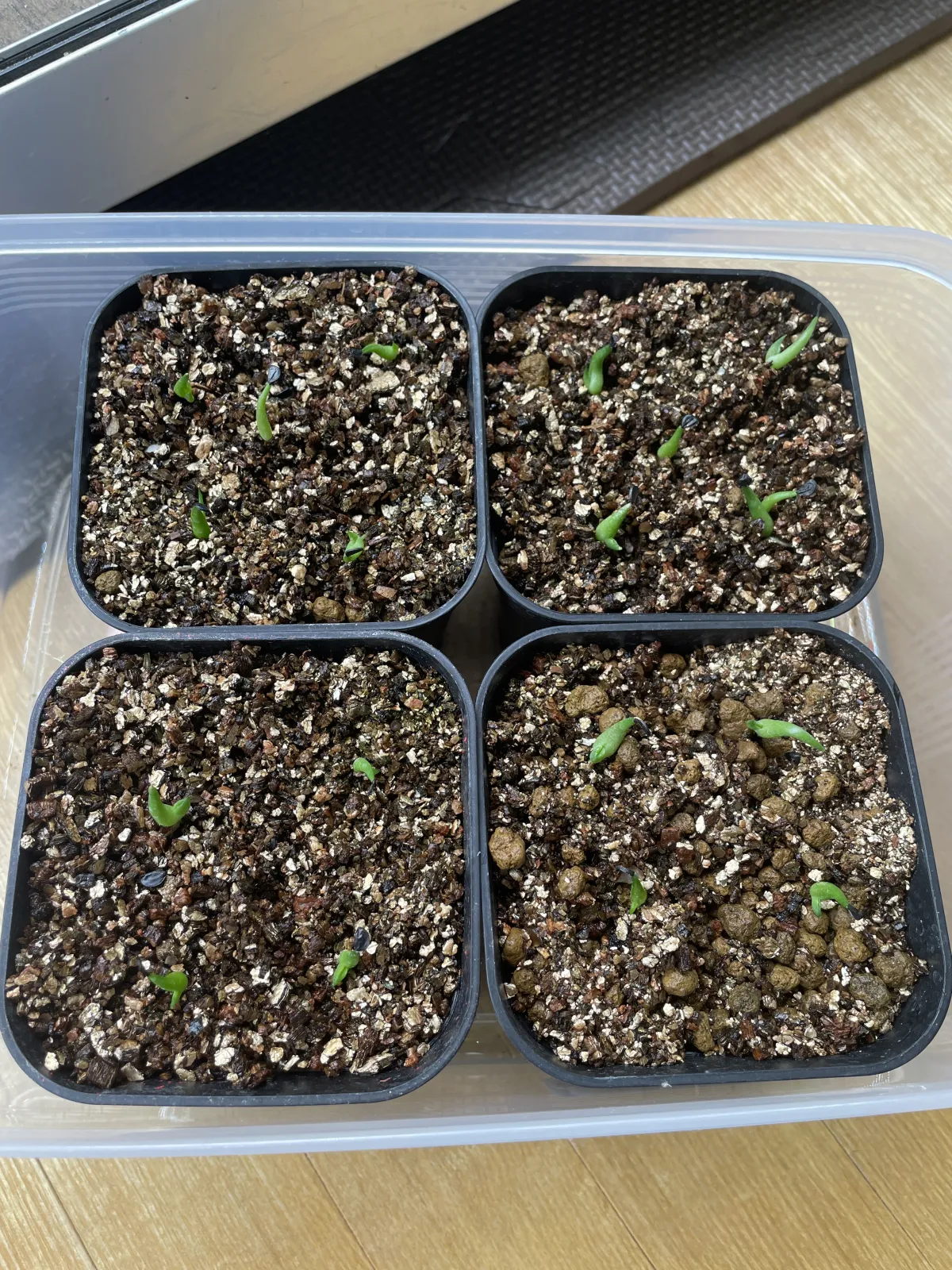 Agave victoriae-reginae (アガベ ビクトリアレジーナエ 笹の雪)