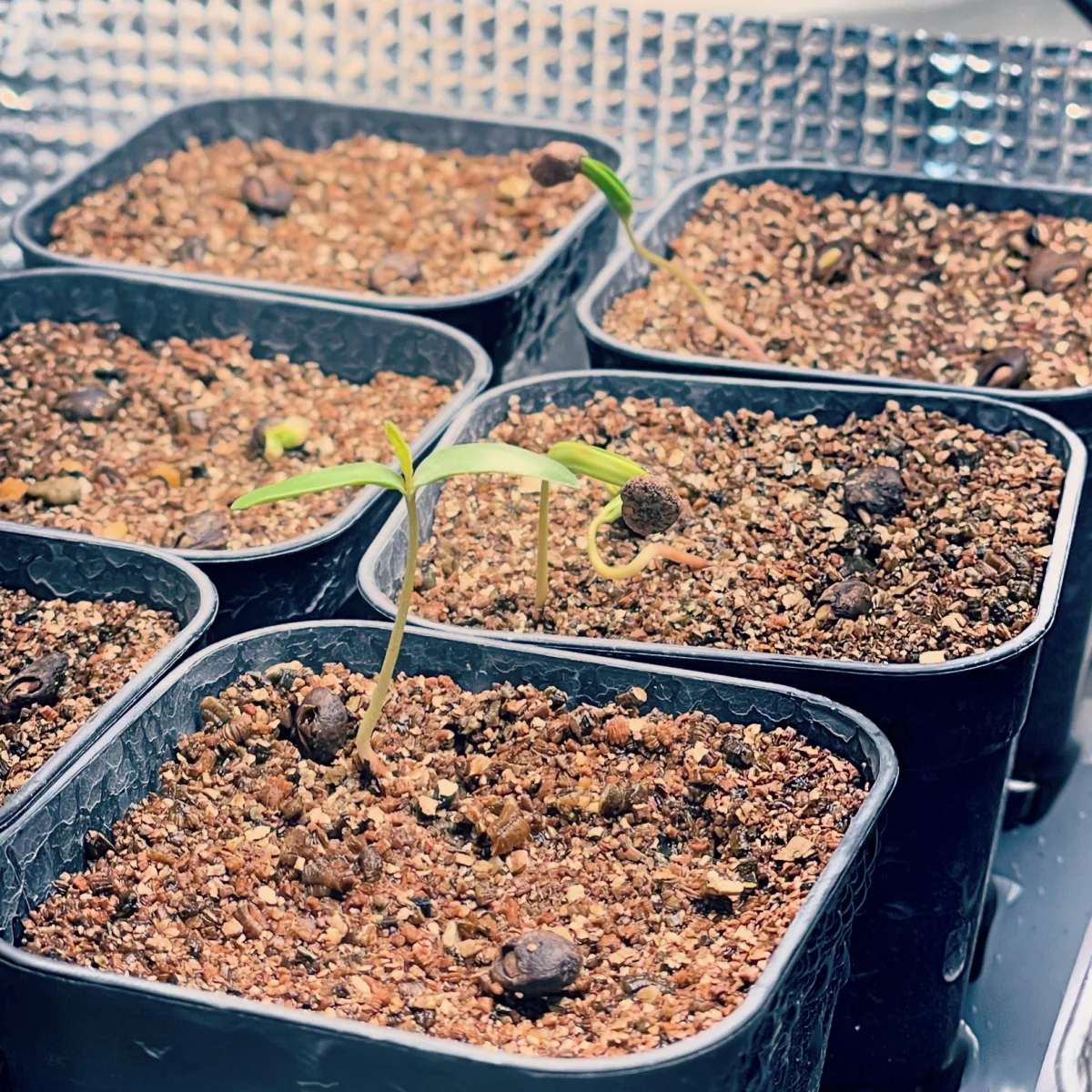 Operculicarya pachypus (オペルクリカリア パキプス)