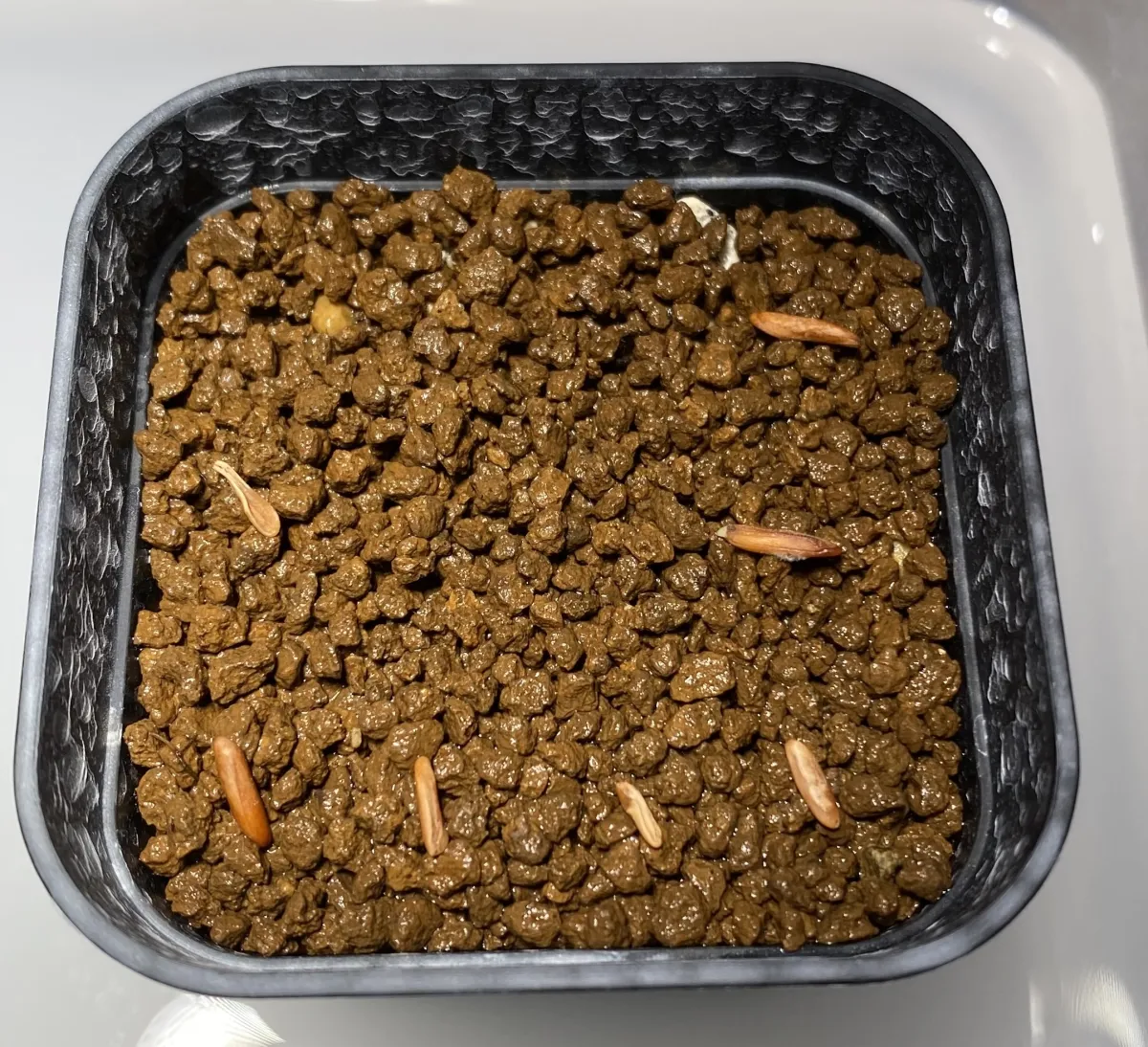 [無料種子] 発芽難 パキポディウム グラキリス　 Pachypodium rosulatum var. gracilius