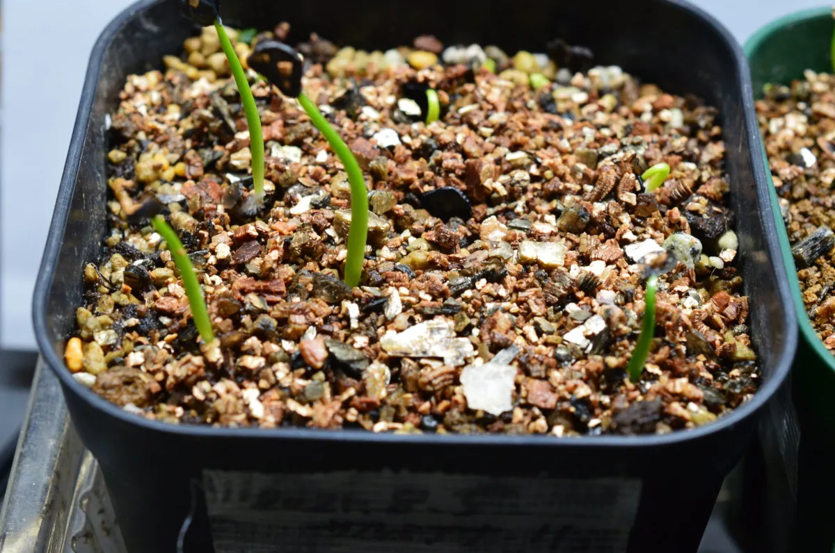 Agave salmiana subsp. salmiana (アガベ サルミアナ)