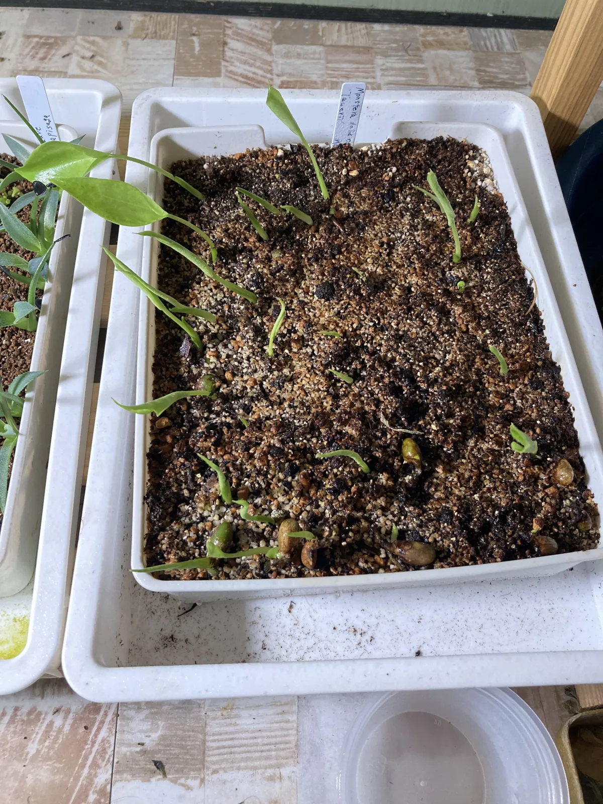 Monstera deliciosa Tauerii (モンステラ タウエリー)