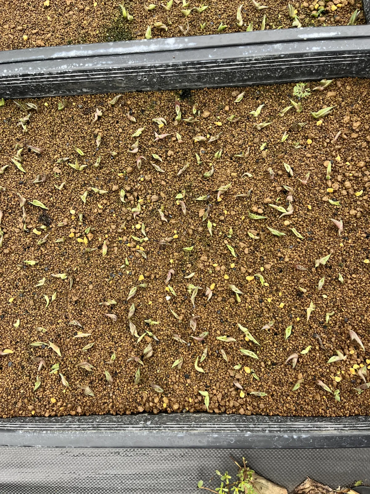 Agave oteroi (アガベ オテロイ)