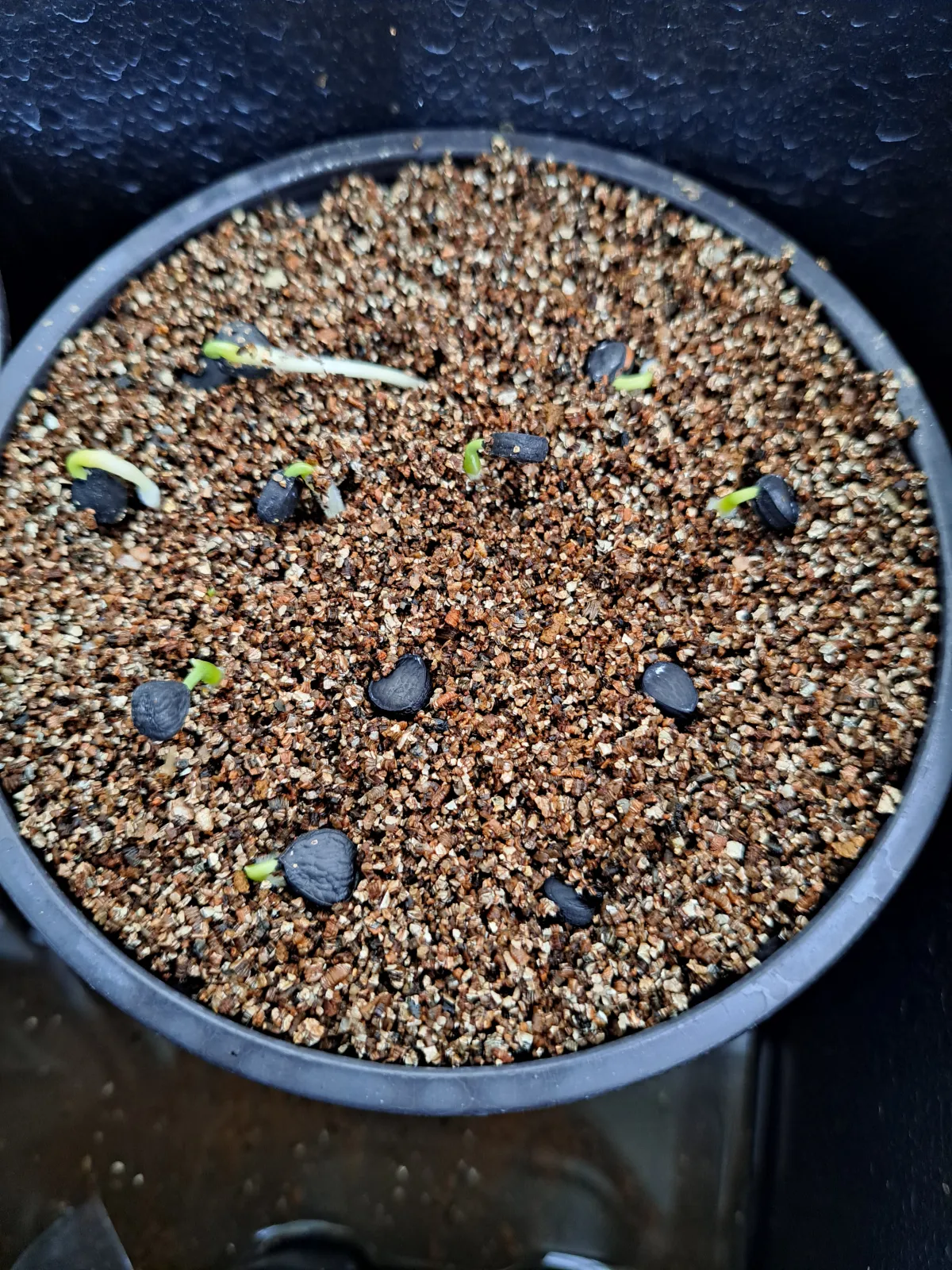 Yucca treculeana (ユッカ トレクレアーナ)