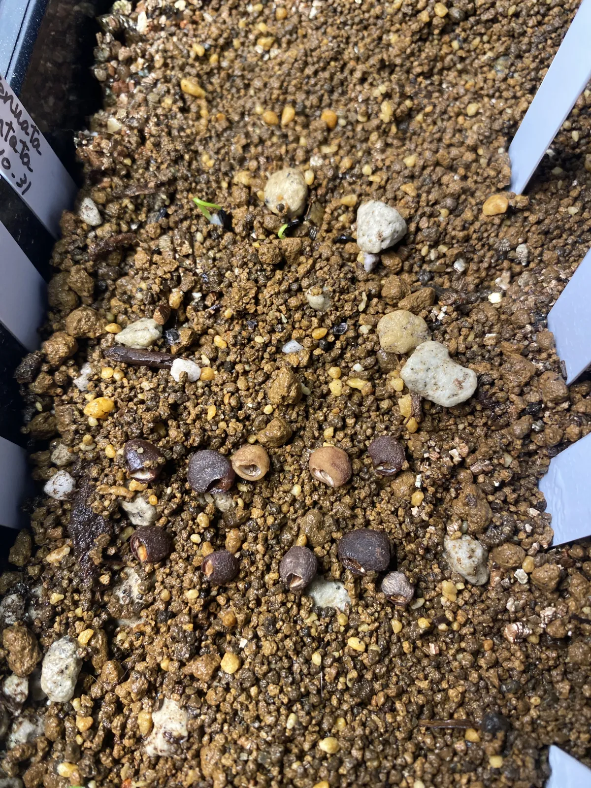 [無料種子] パキプスくじ