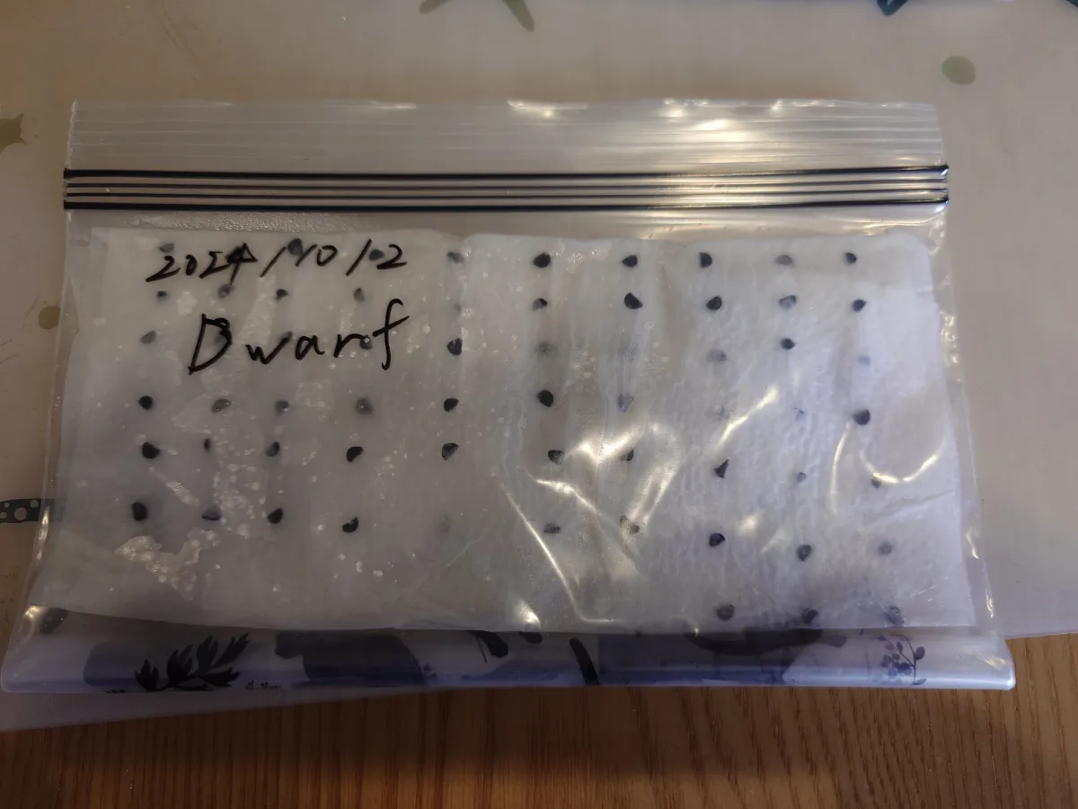 Agave titanota (アガベ チタノタ ドワーフ)