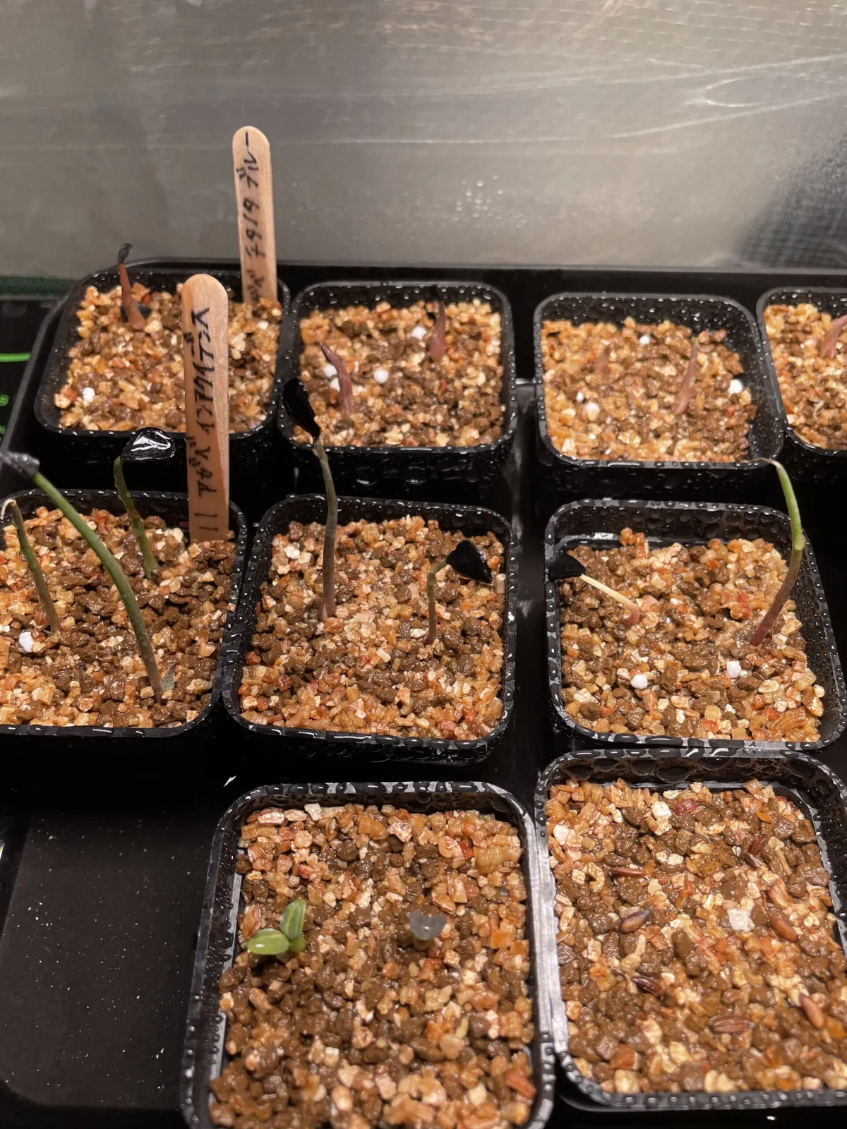 Agave inaequidens (アガベ インアクイデンス)