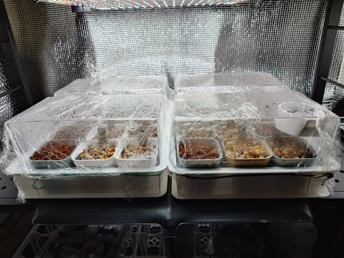 Adenium DHA PPL (アデニウム DHA PPL)