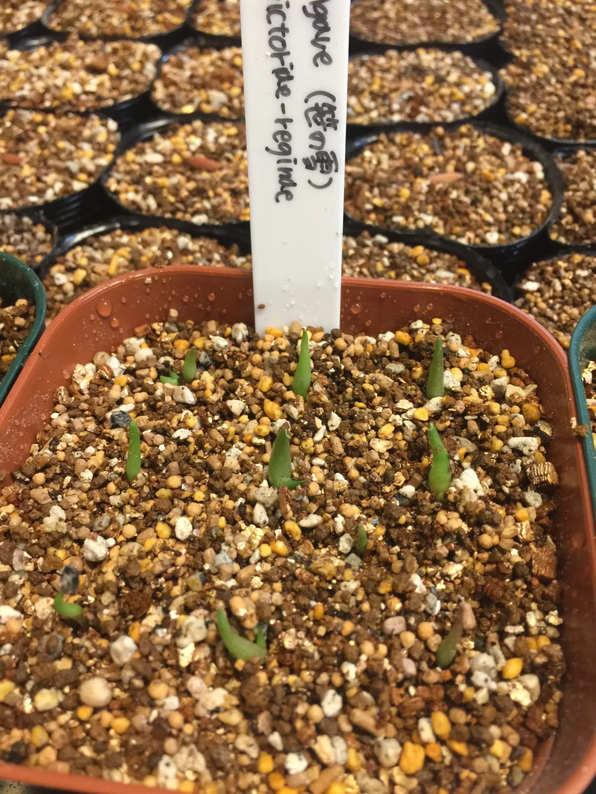 Agave victoriae-reginae (アガベ ビクトリアレジーナエ 笹の雪)