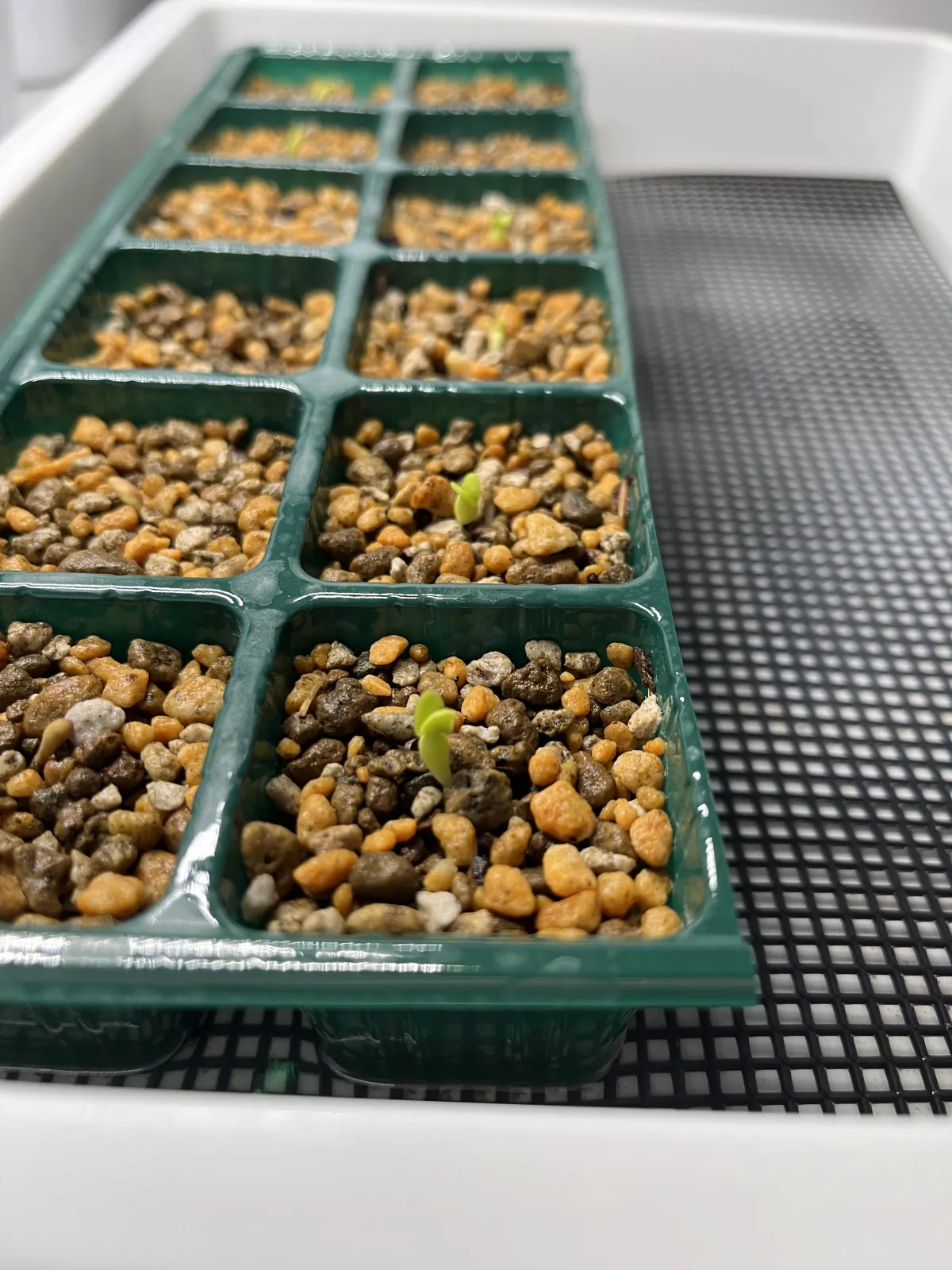 Pachypodium bispinosum (パキポディウム ビスピノーサム)