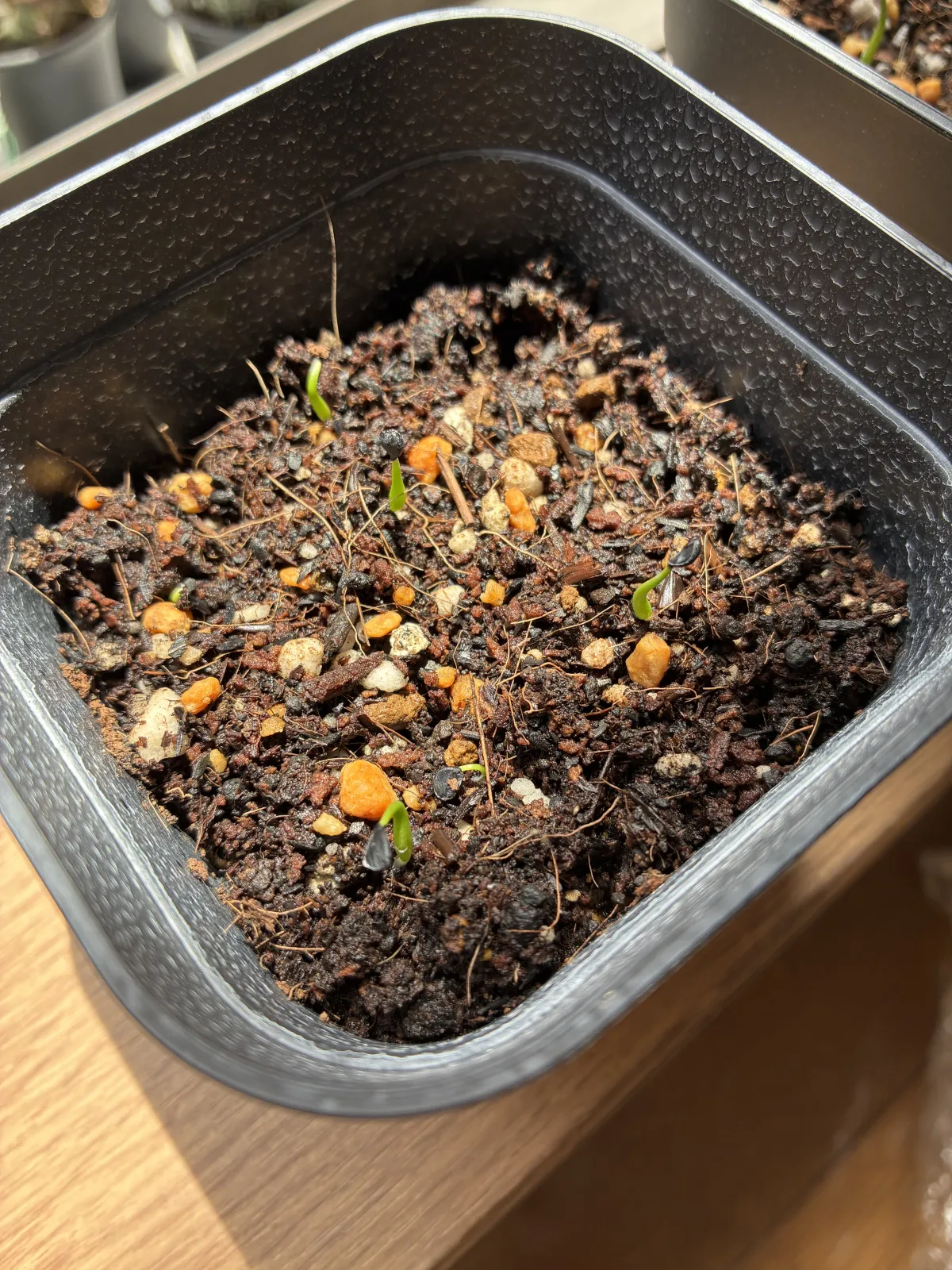 Agave utahensis var. eborispina (アガベ エボリスピナ)