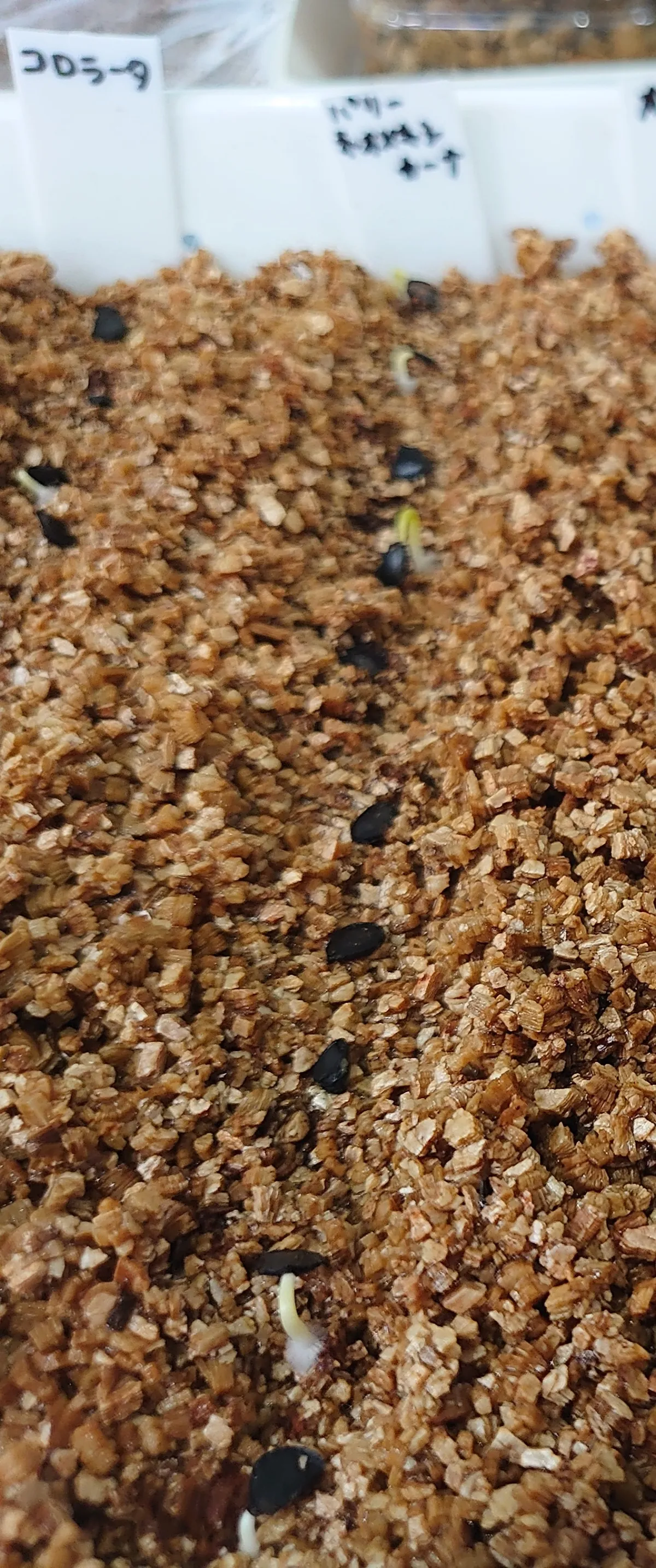 Agave parryi subsp. neomexicana (アガベ ネオメキシカーナ)