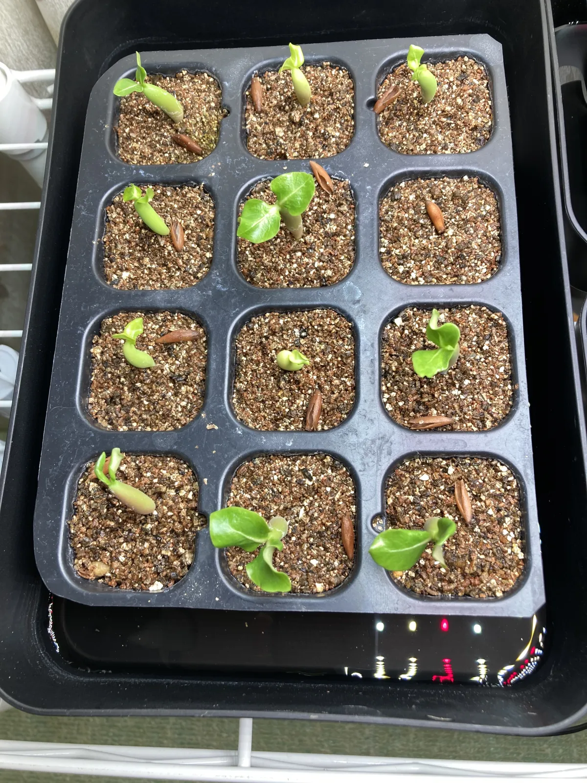 Adenium arabicum (アデニウム アラビカム)