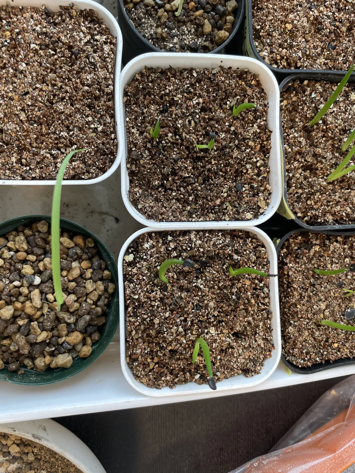 Agave pintilla (アガベ ピンティラ)