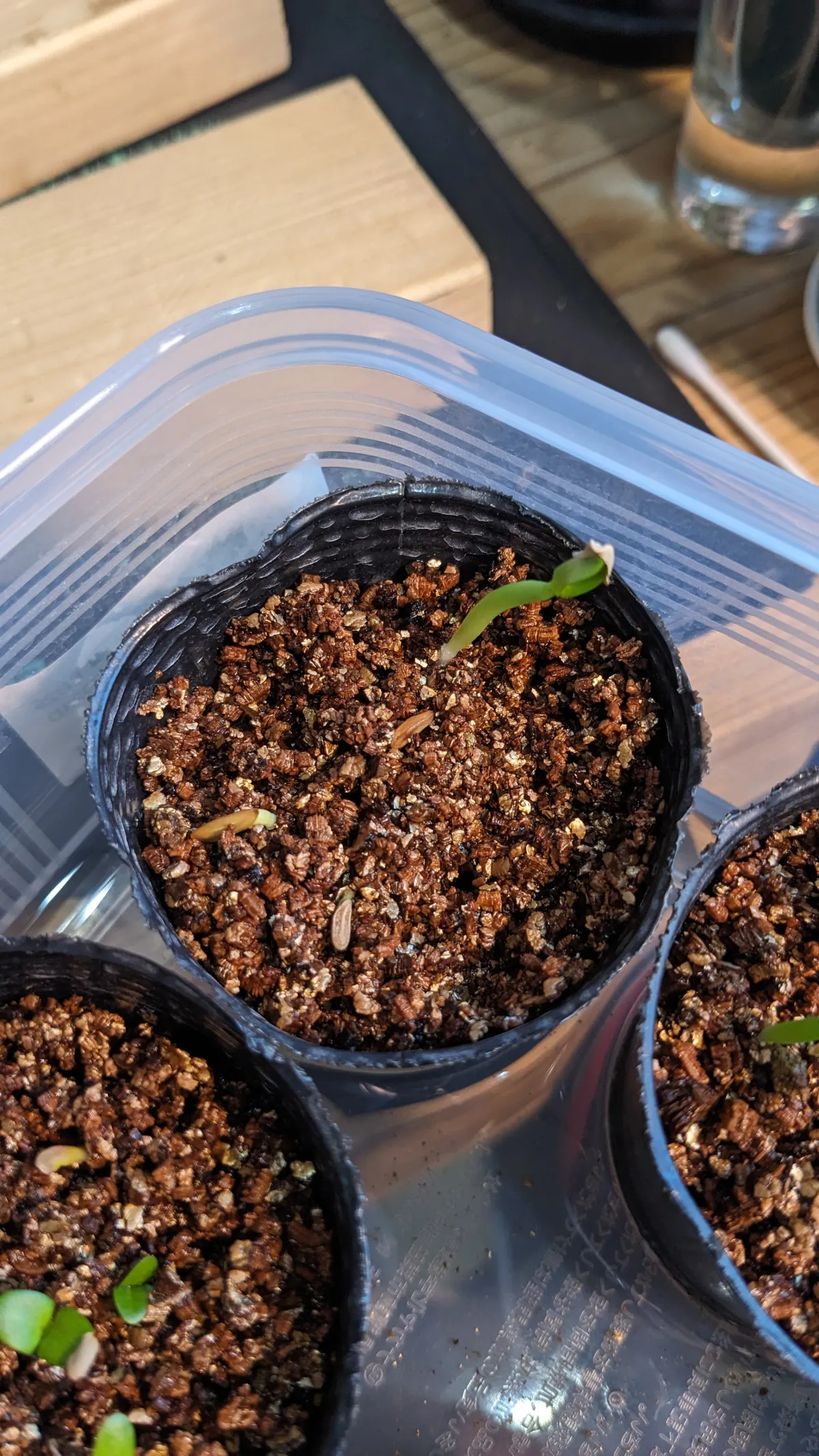 Pachypodium rosulatum var. gracilius (パキポディウム グラキリス)