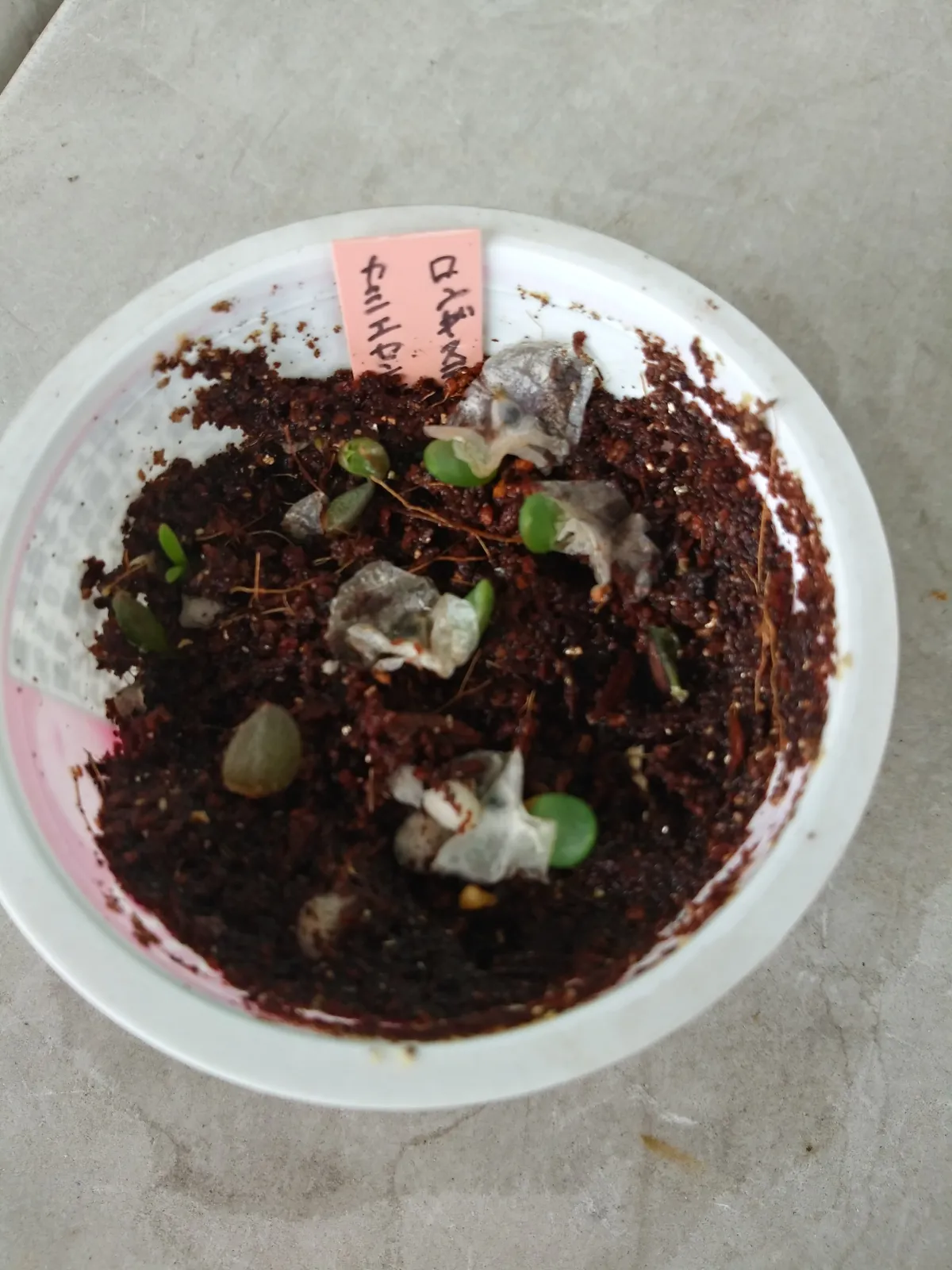 Aloe longistyla (アロエ ロンギスティラ)