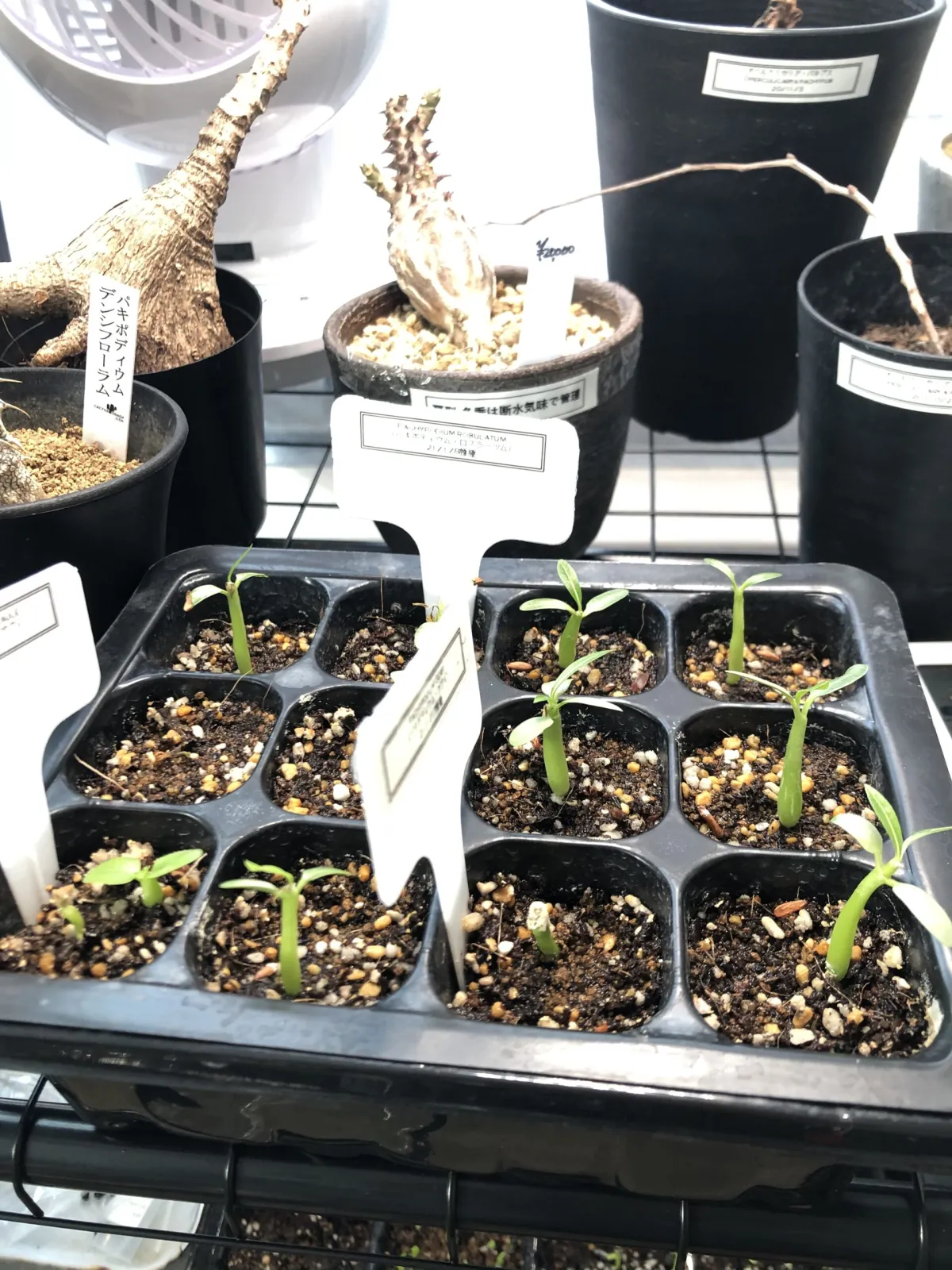 Pachypodium rosulatum ssp. rosulatum (パキポディウム ロスラーツム)