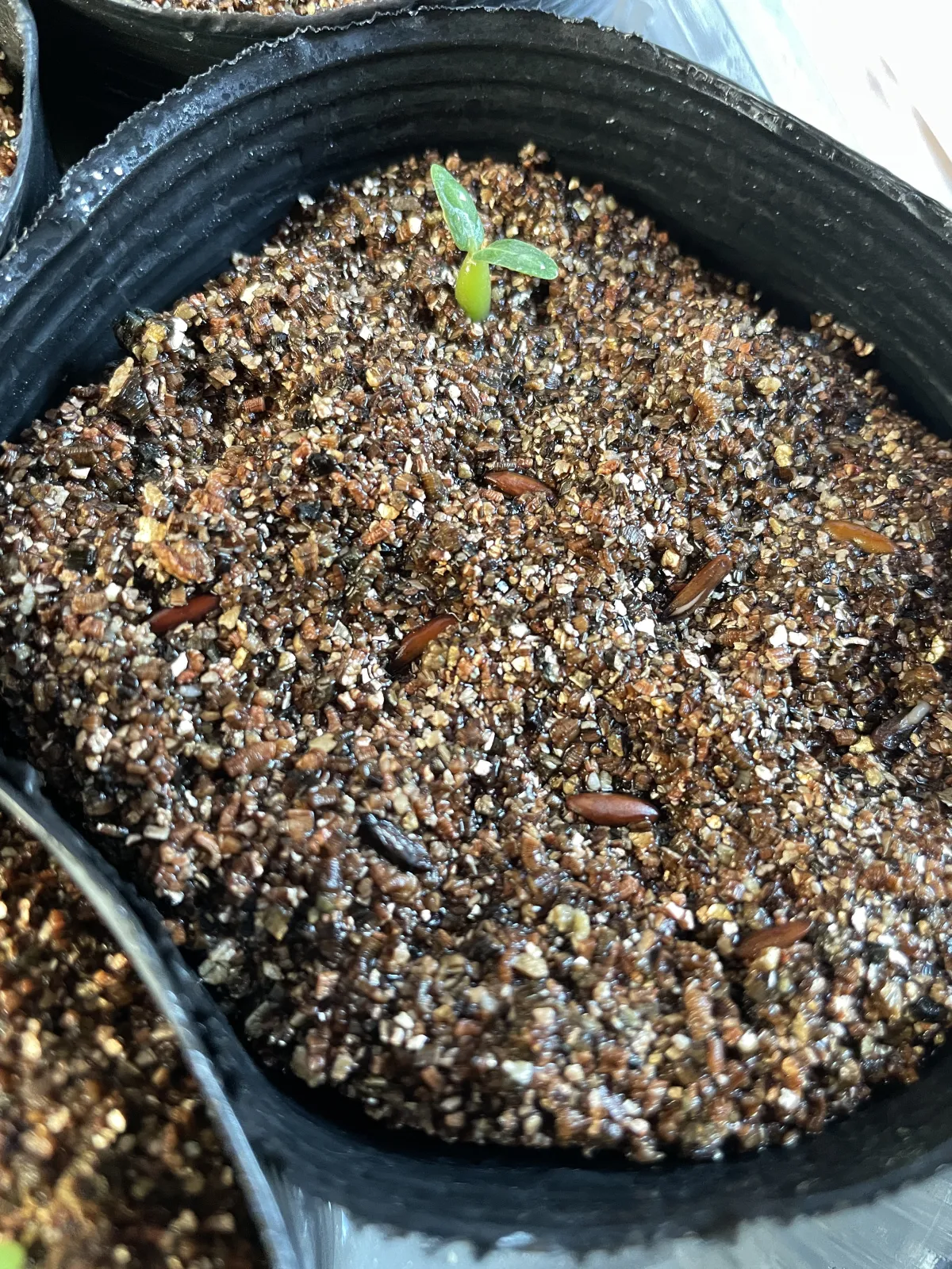 Pachypodium rosulatum ssp. cactipes (パキポディウム カクチペス)