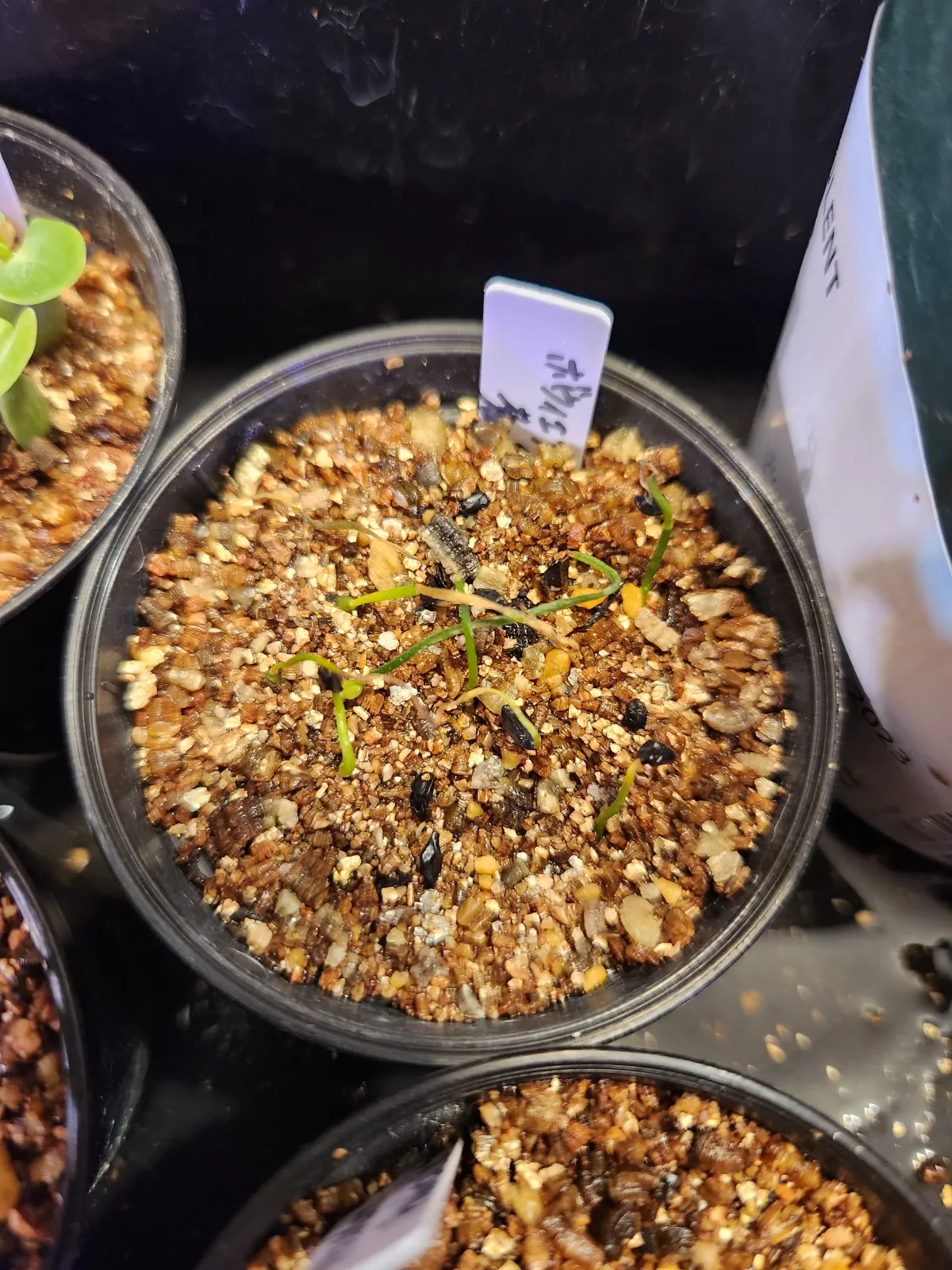 Bowiea volubilis (ボウィエア ボルビリス 蒼角殿)