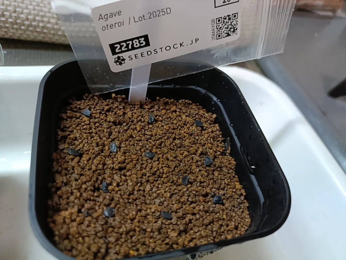 Agave oteroi (アガベ オテロイ)