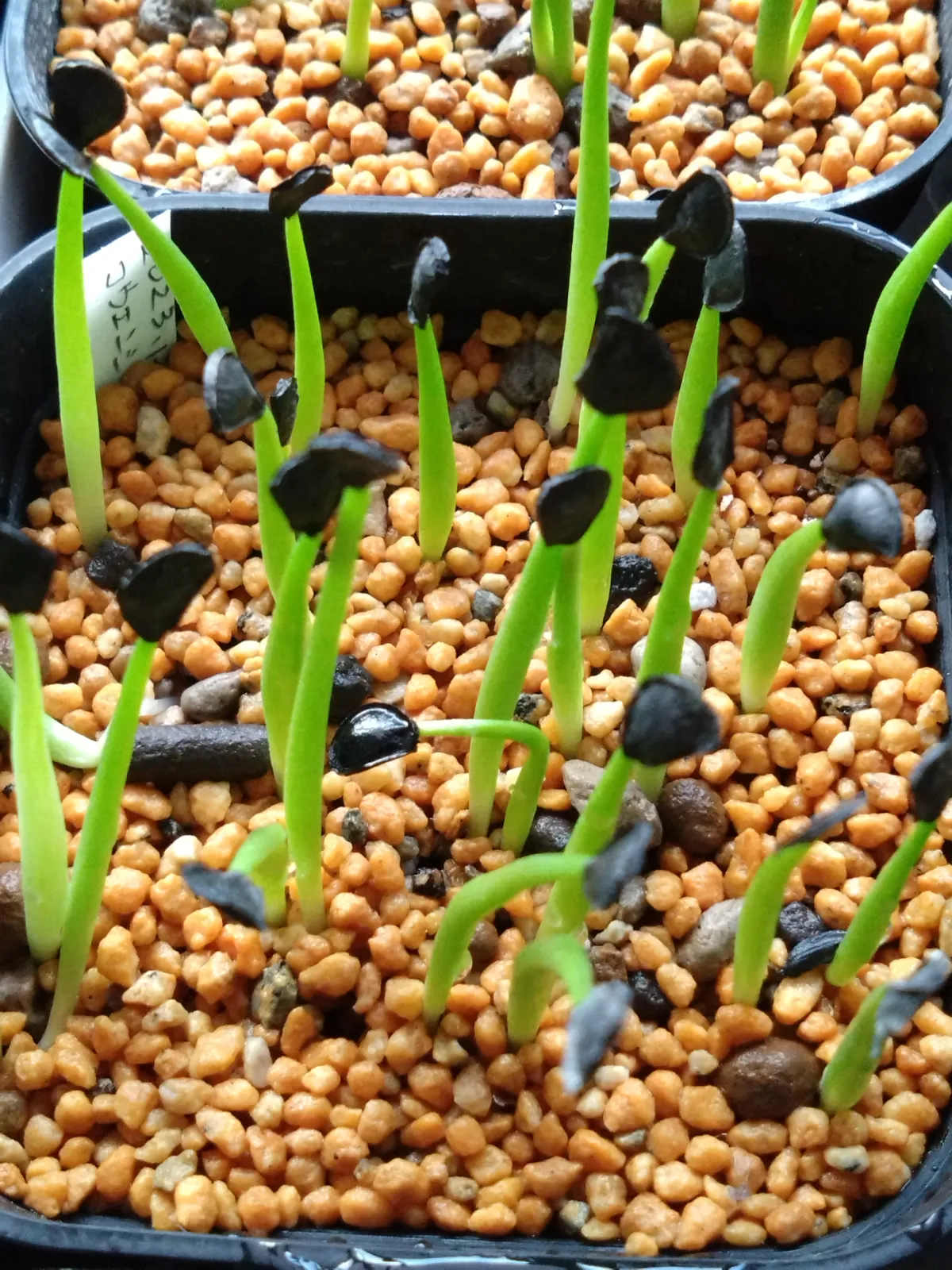 Agave parryi var. couesii (アガベ コウエシー)