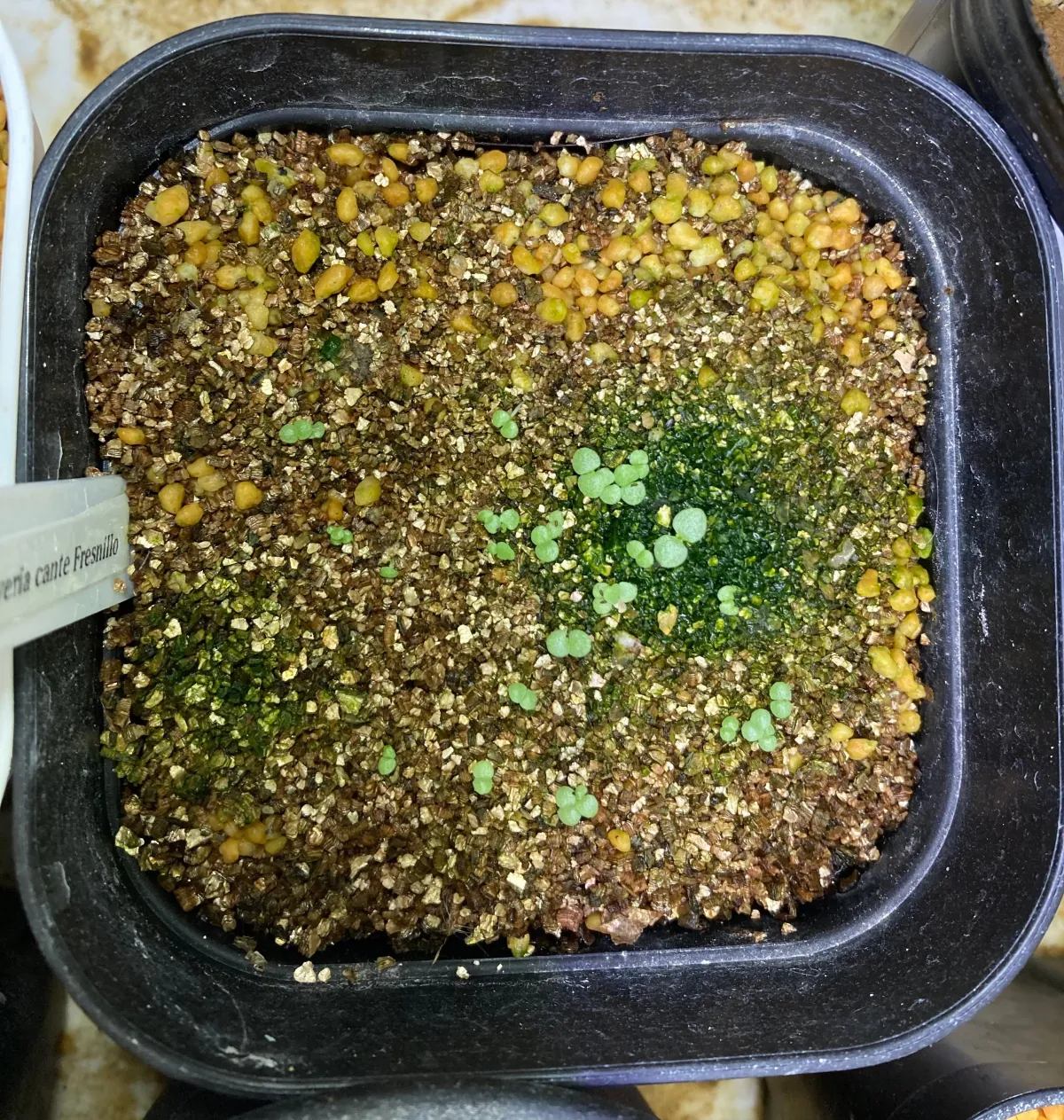 Echeveria cante White Cloud Echeveria (エケベリア カンテ)