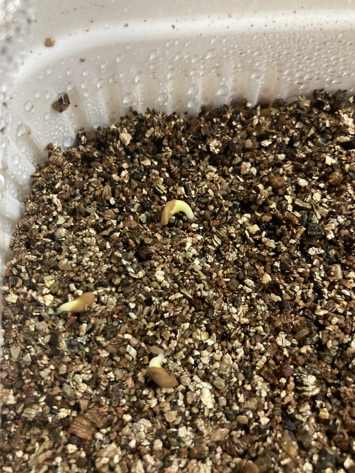 Pachypodium succulentum (パキポディウム サキュレンタム)