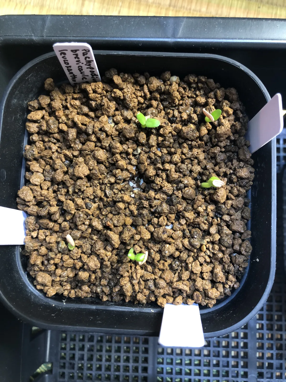 Pachypodium brevicaule subsp. leucoxanthum (パキポディウム レウコキサンツム)