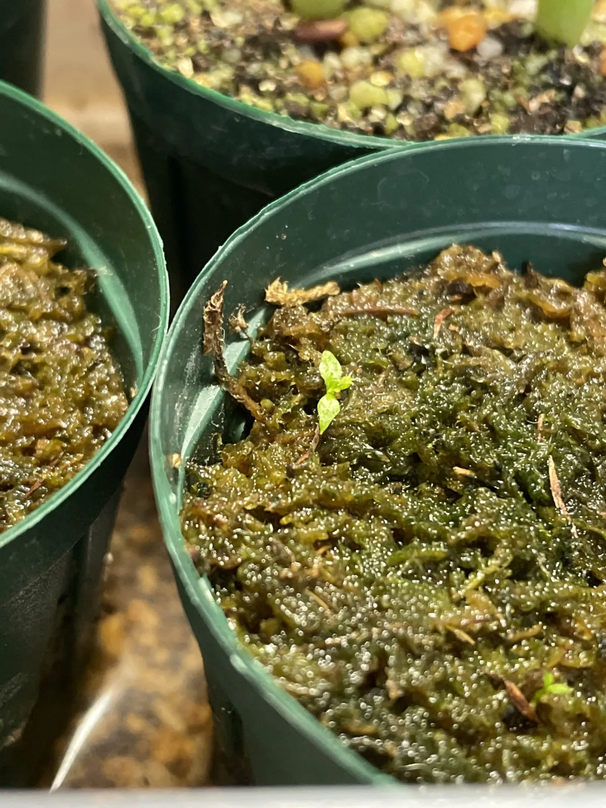 Nepenthes madagascariensis (ネペンテス マダガスカリエンシス)