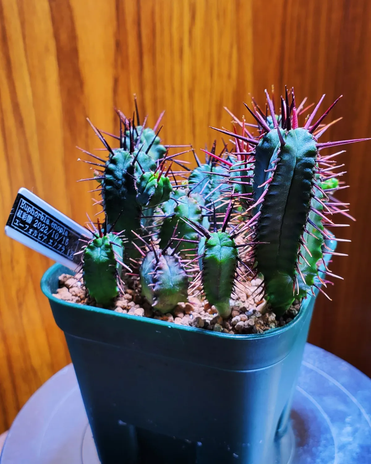 Euphorbia enopla (ユーフォルビア エノプラ 紅彩閣)