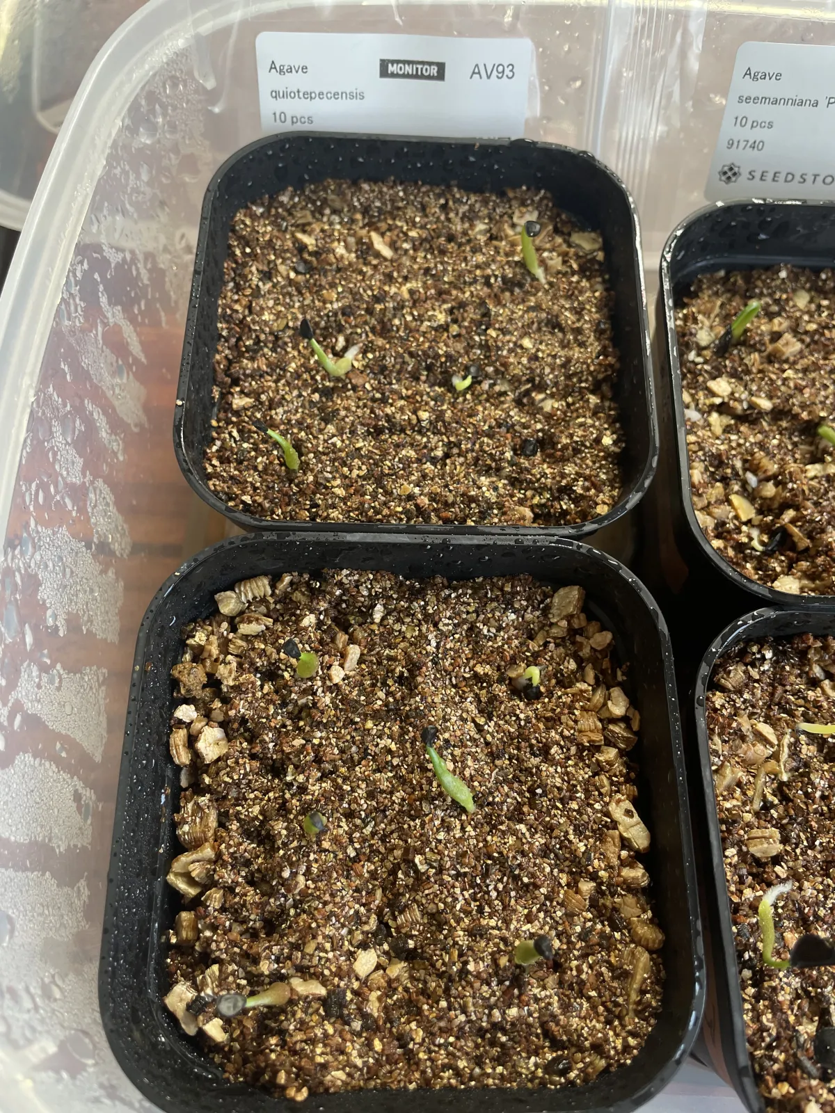 Agave quiotepecensis (アガベ クイオテペセンシス)